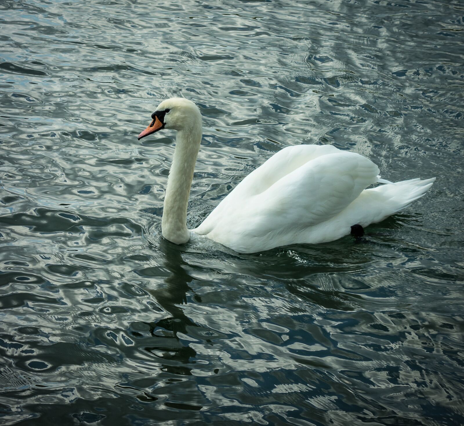 Sony Cyber-shot DSC-RX100 sample photo. Swan, bird, water photography