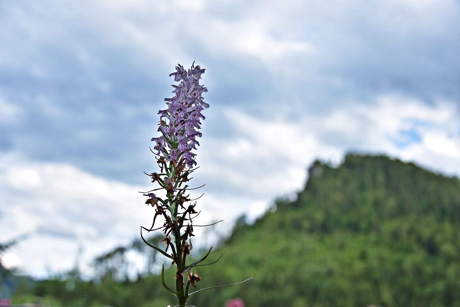 Nikon D3400 sample photo. Flower, background, nature photography