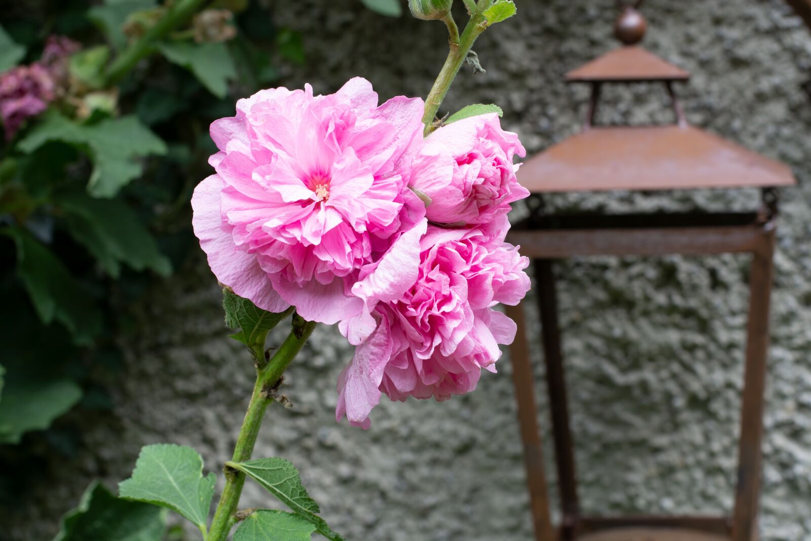 Nikon D7100 sample photo. Stock rose, pink, flowers photography