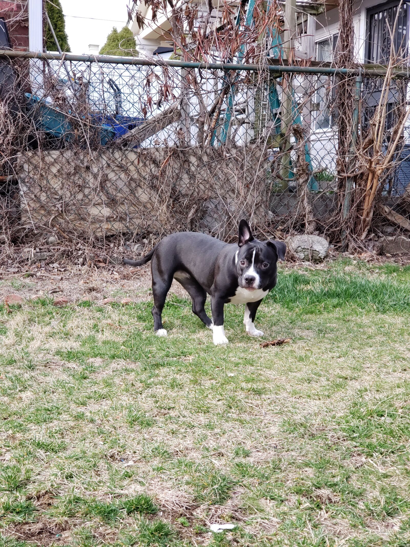 Samsung Galaxy S9+ sample photo. Puppy, american pocket bully photography