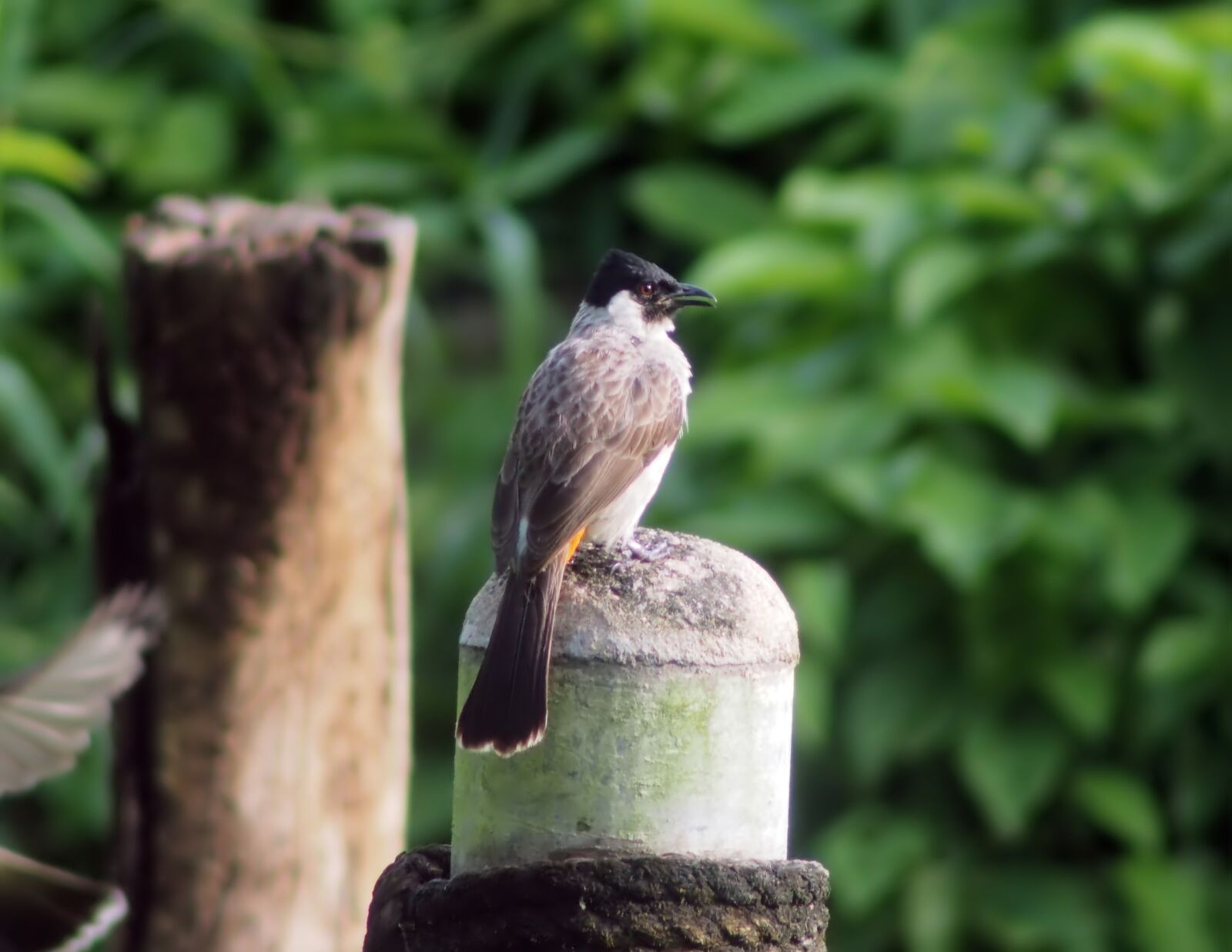 Tokina SD 400mm f/5.6 sample photo. Wild, wildlife, natural photography