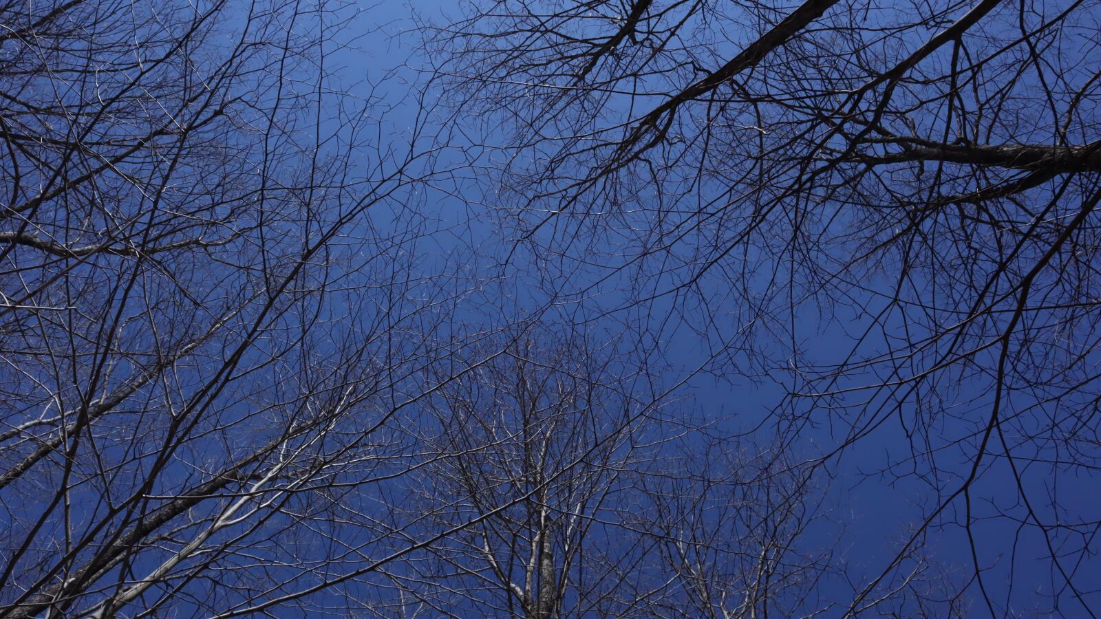 Canon EF-M 15-45mm F3.5-6.3 IS STM sample photo. Spring, trees, sky photography