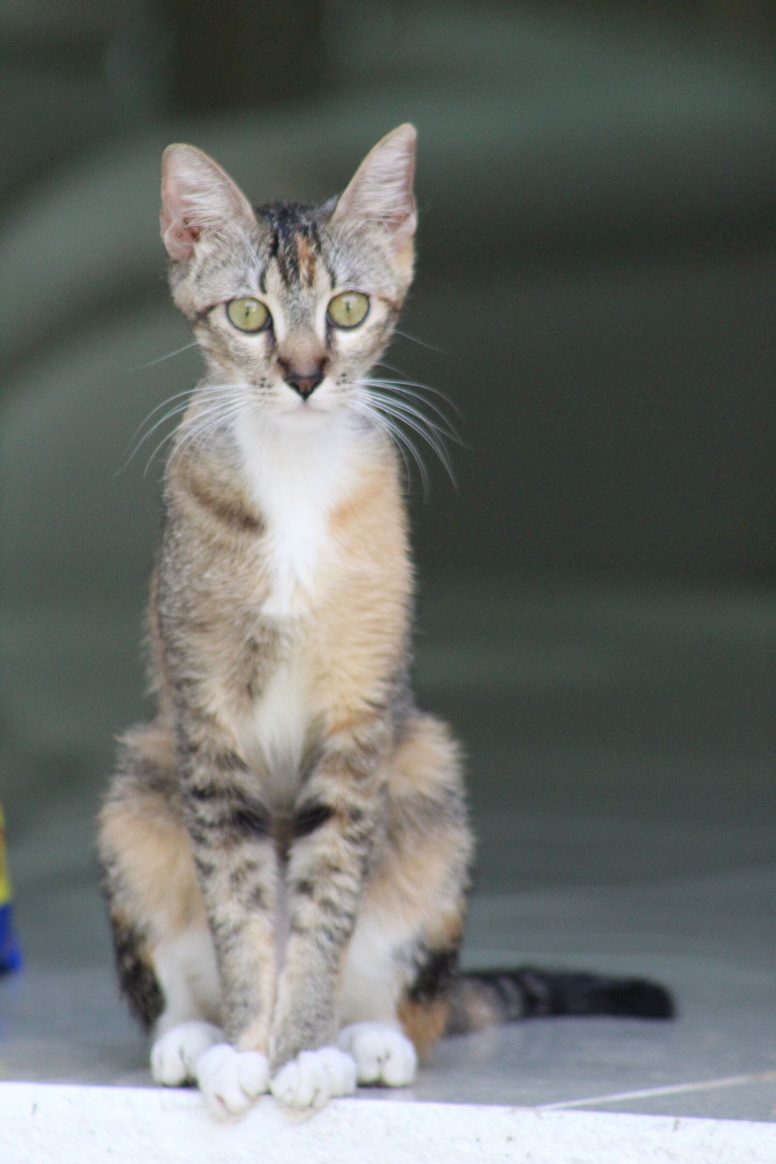 Canon EOS 1300D (EOS Rebel T6 / EOS Kiss X80) sample photo. Feline, kitten, hairy photography