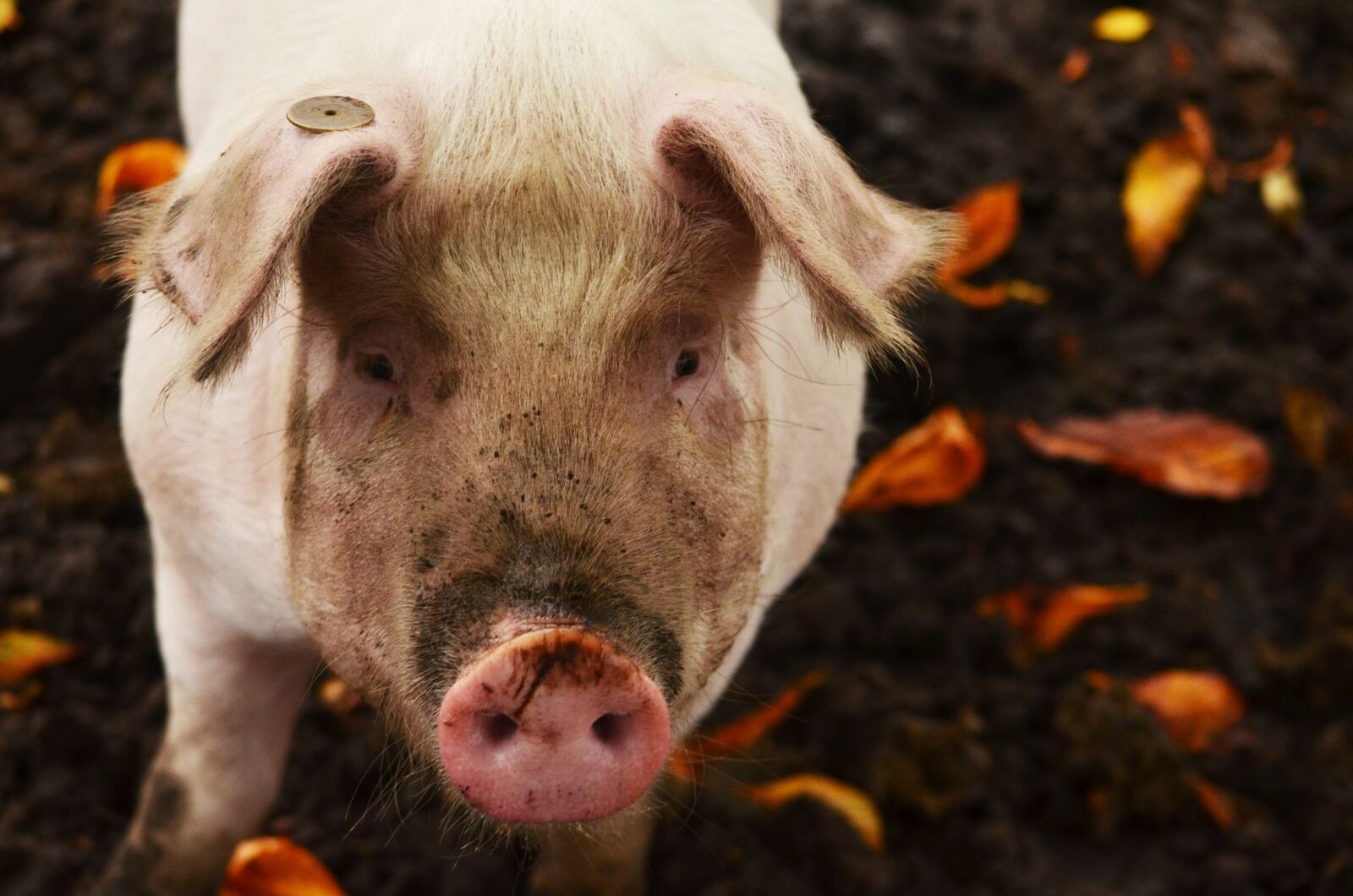 Nikon D5100 sample photo. Pig, mud, dirty photography