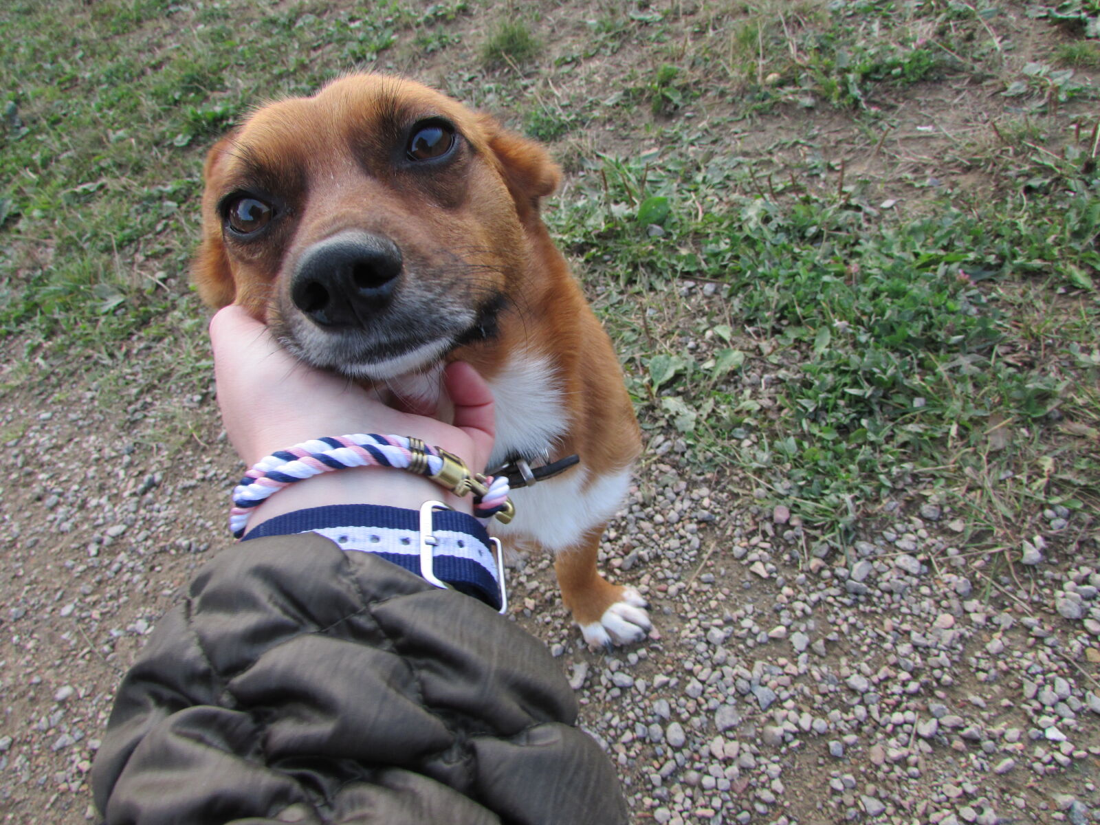 Canon PowerShot SX500 IS sample photo. Dog, love photography
