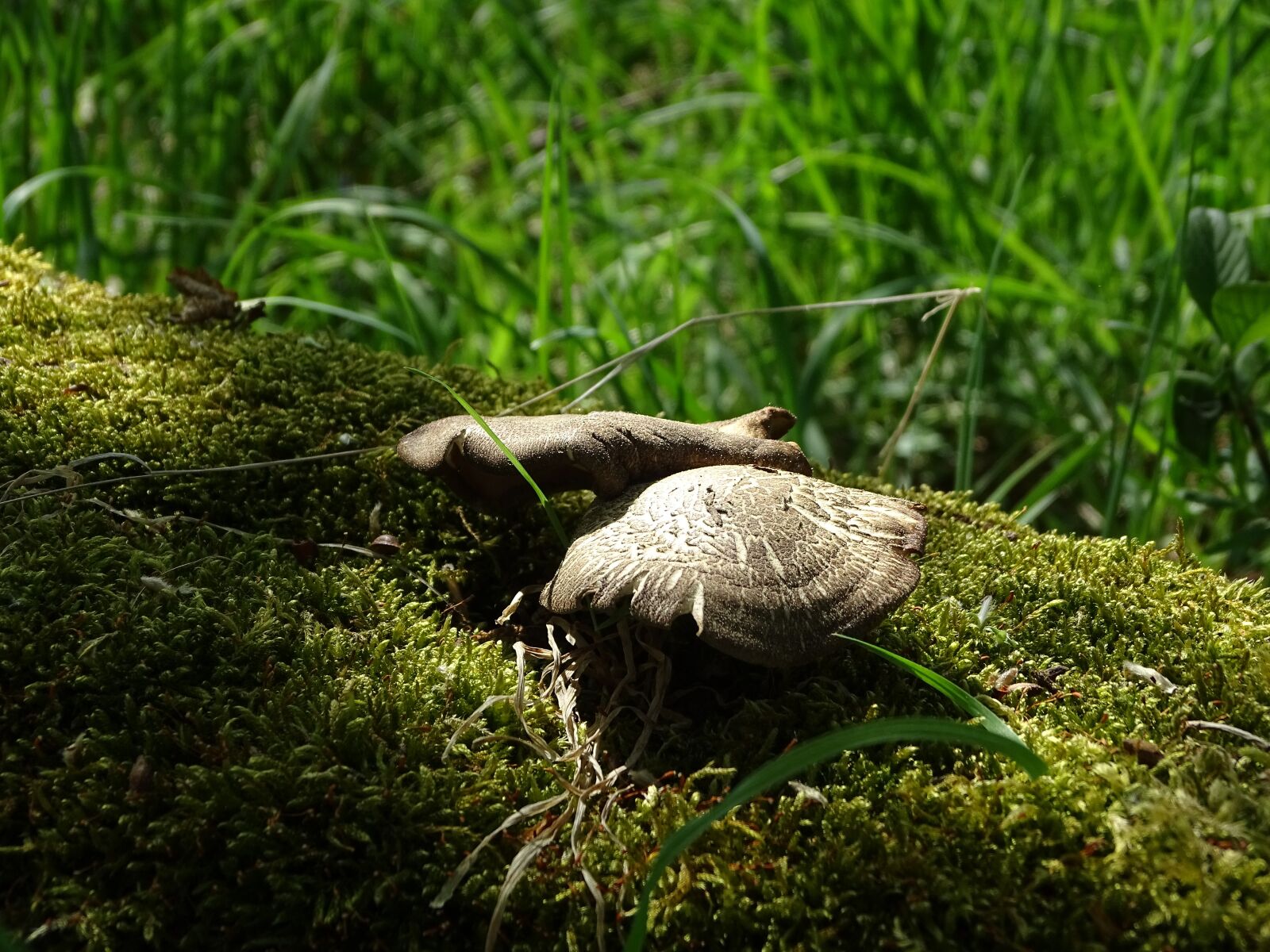 Sony Cyber-shot DSC-HX350 sample photo. Nature, grass, wood photography