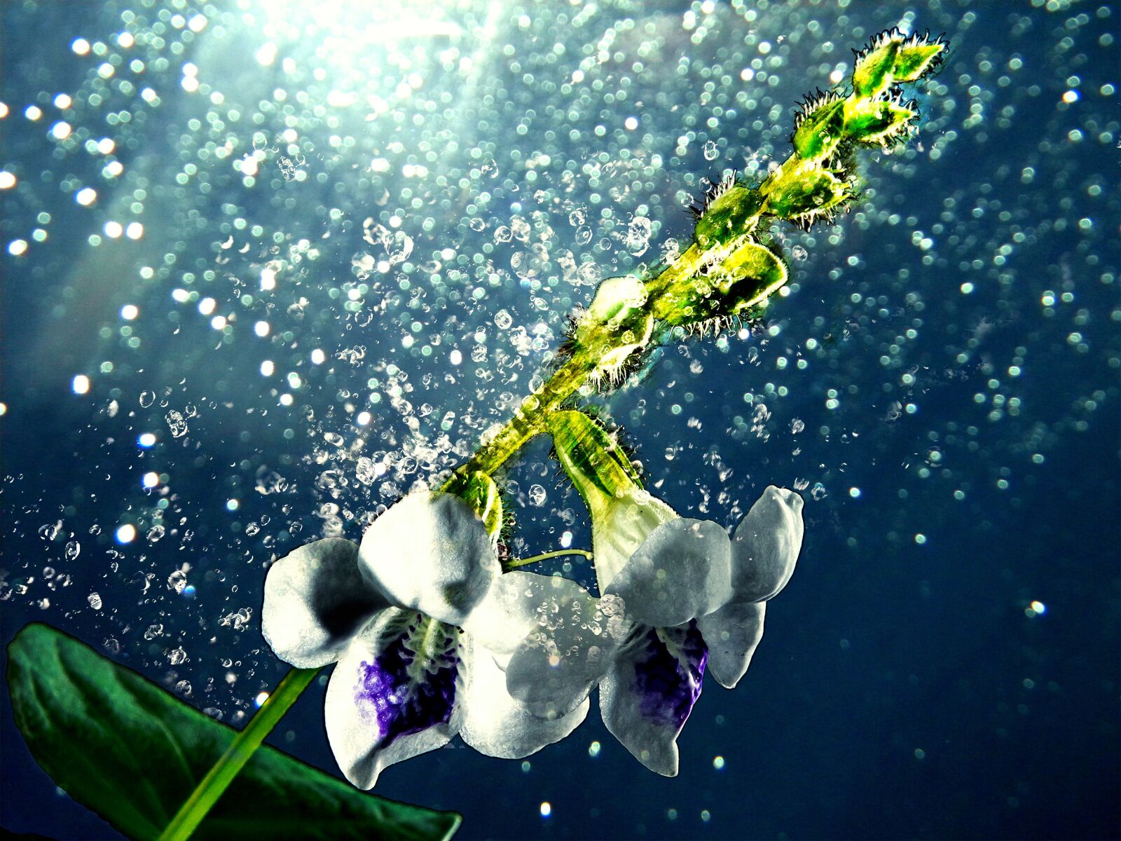 Fujifilm X-S1 sample photo. Flower, white, flowers photography