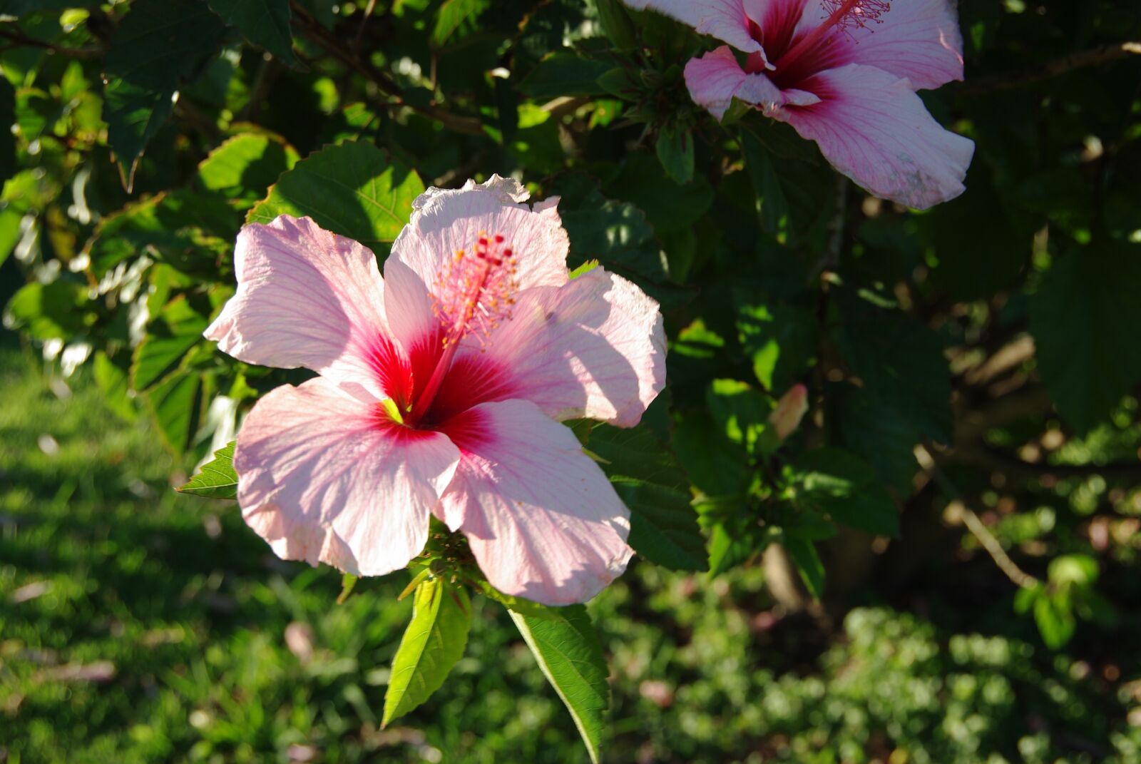 Pentax K200D sample photo. Flowers, hibiscus, nature photography