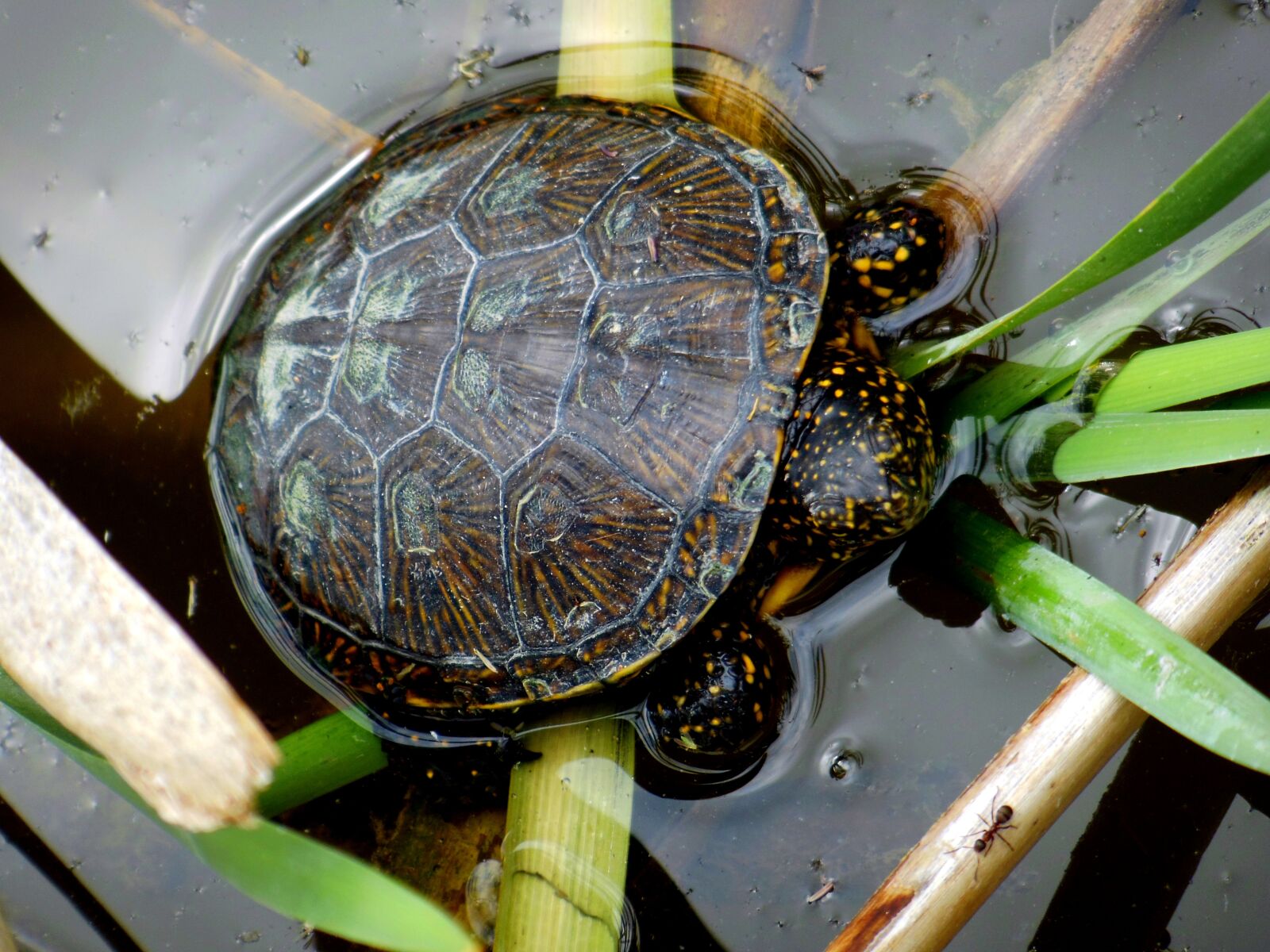 Nikon Coolpix S9300 sample photo. Turtle, swamp turtle, reptile photography