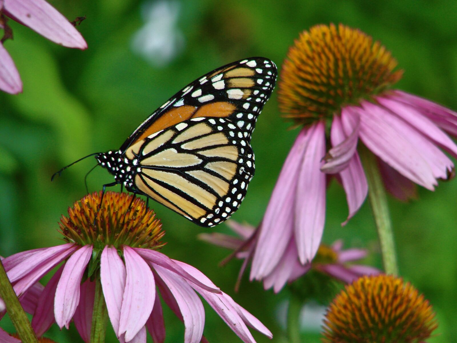Sony DSC-H5 sample photo. Monarch, echinacea, butterfly photography