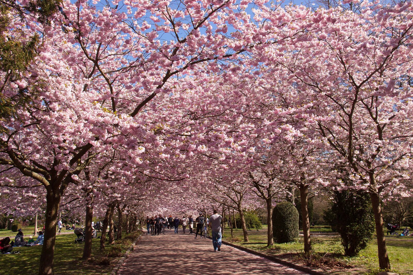 Canon EOS 50D sample photo. Pink, cherry trees, park photography