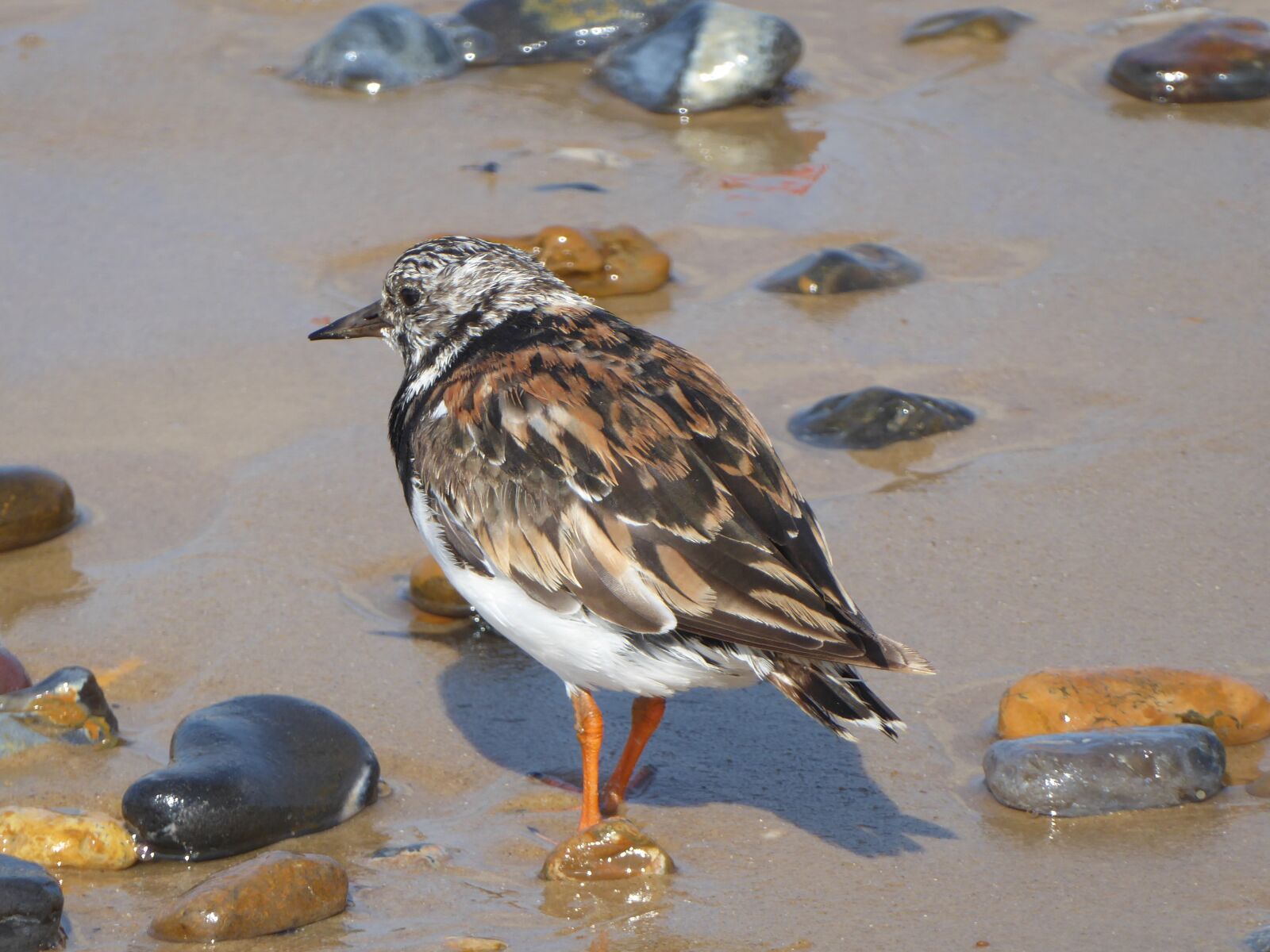 Panasonic Lumix DMC-ZS50 (Lumix DMC-TZ70) sample photo. Turnstone, bird, animal photography