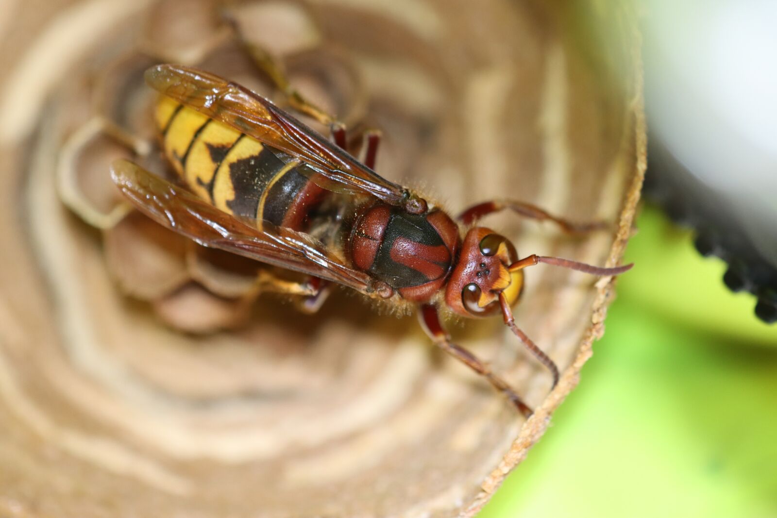 Canon EOS 90D sample photo. Wasp, sting, insect photography