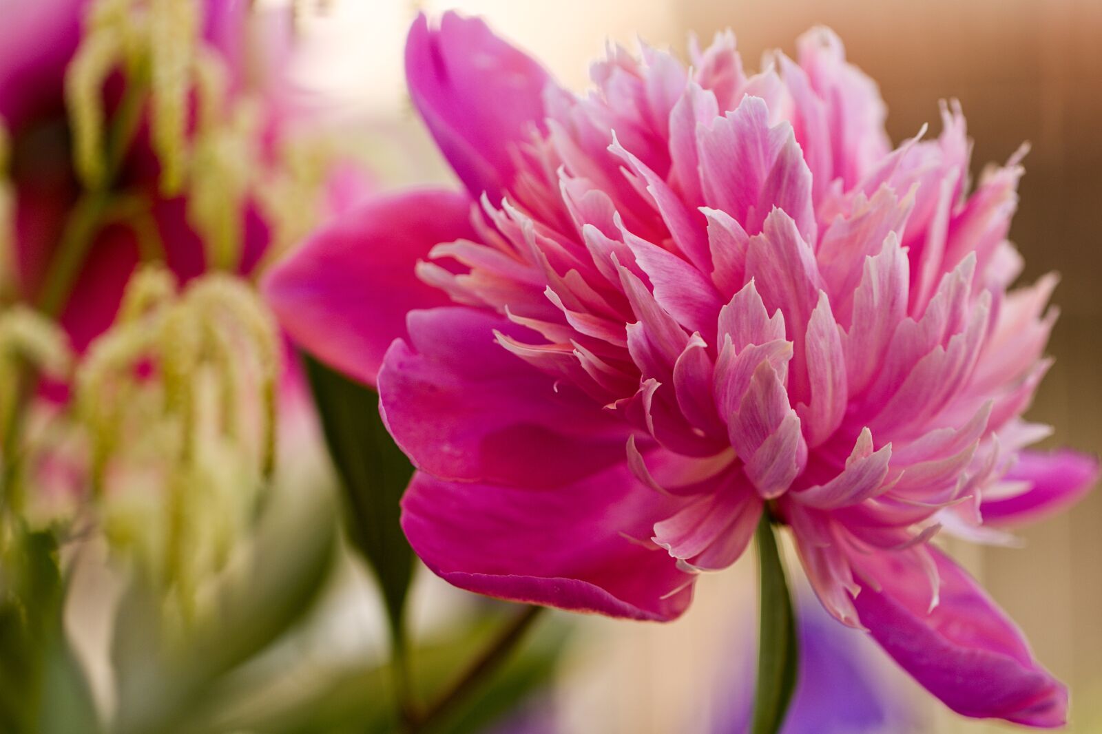 Canon EOS 760D (EOS Rebel T6s / EOS 8000D) sample photo. Flower, dahlia photography