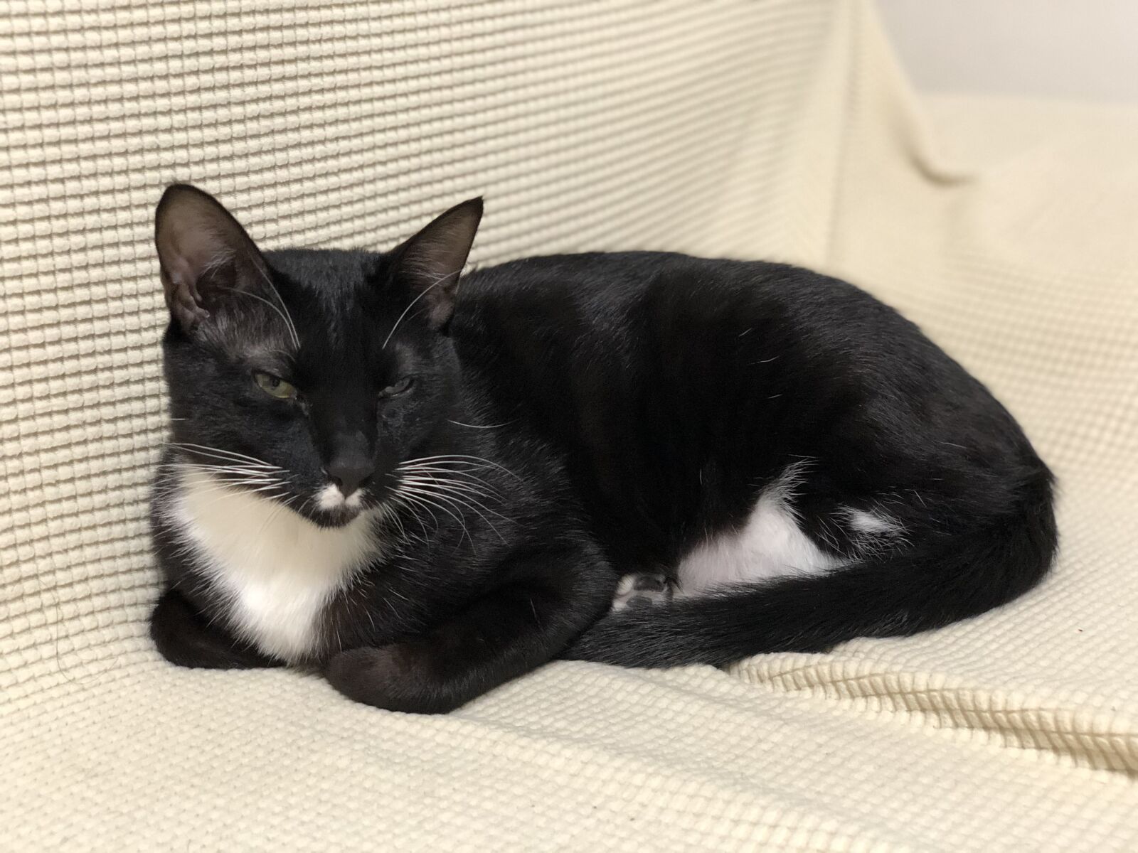 iPhone X back dual camera 6mm f/2.4 sample photo. Cat, black, blackcat photography