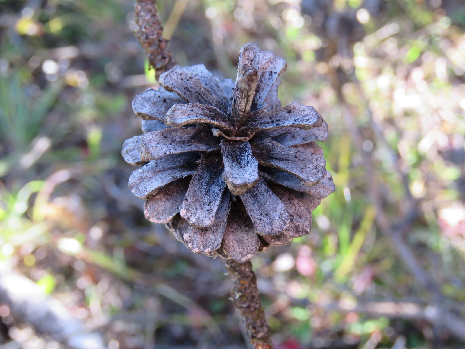 Canon PowerShot SX60 HS sample photo. Pinecone, tree, nature photography
