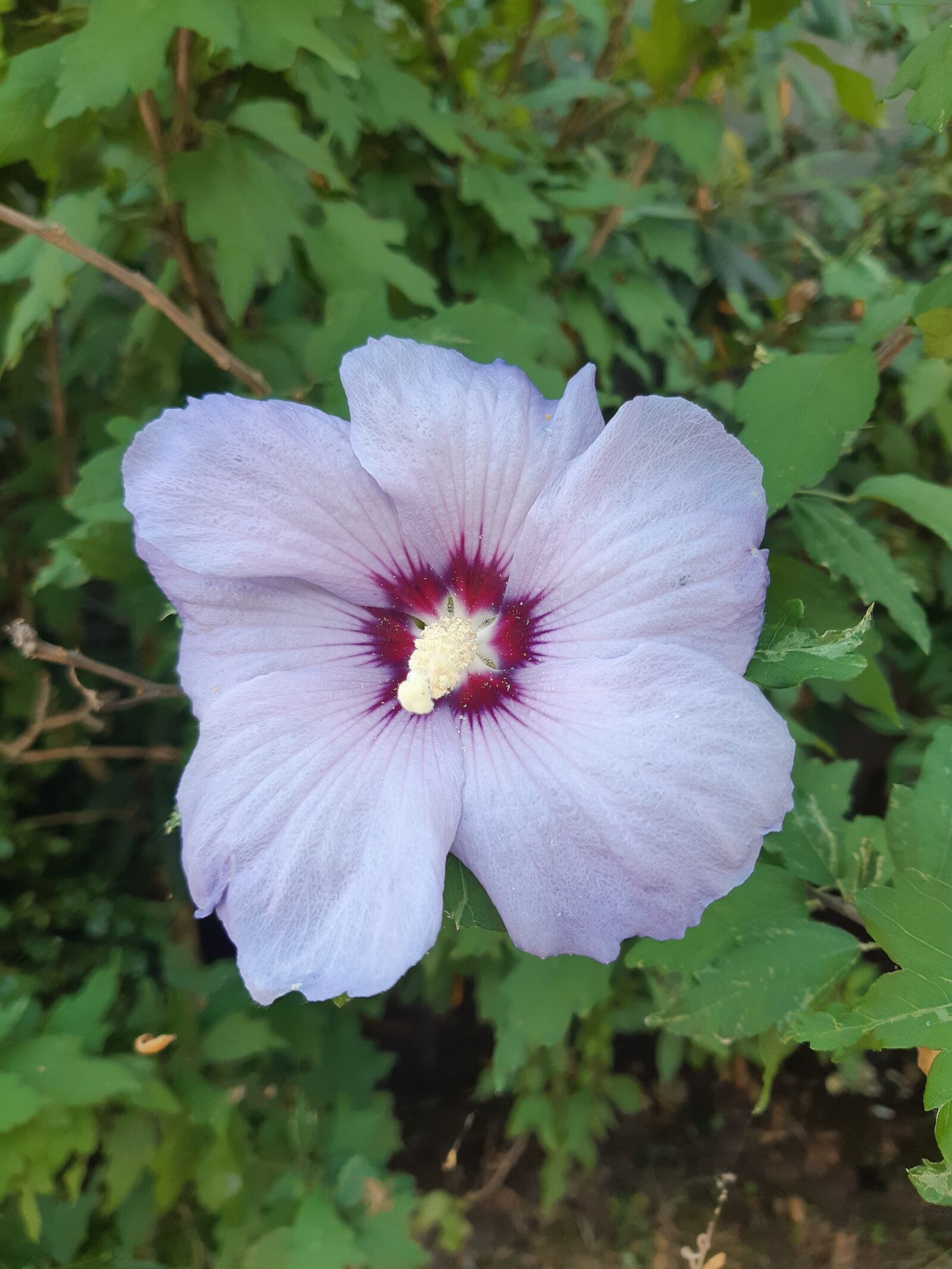 Samsung Galaxy A8(2018) sample photo. Beauty, flower, white photography