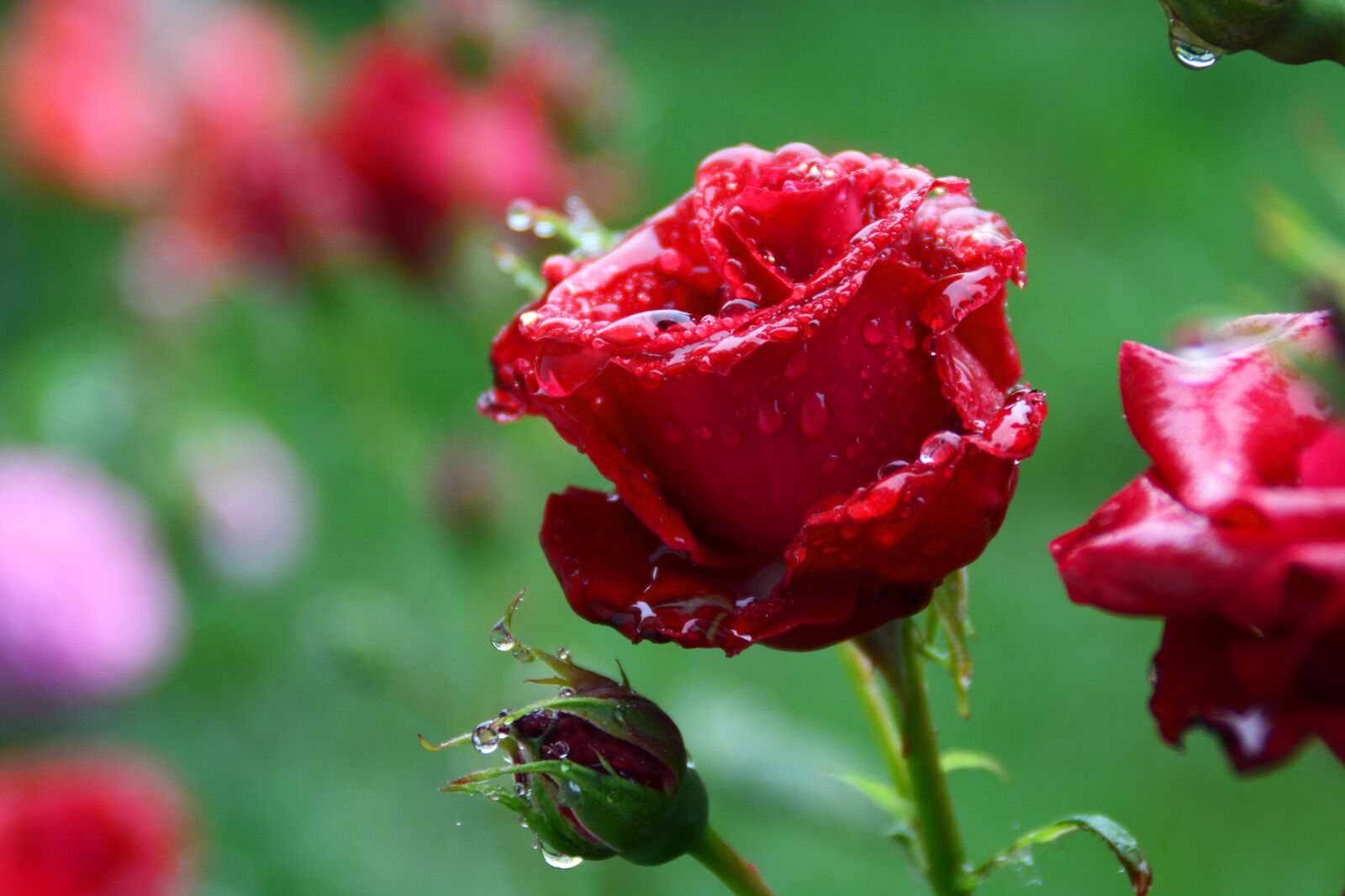 Nikon D5200 sample photo. Rose, china red, dim photography