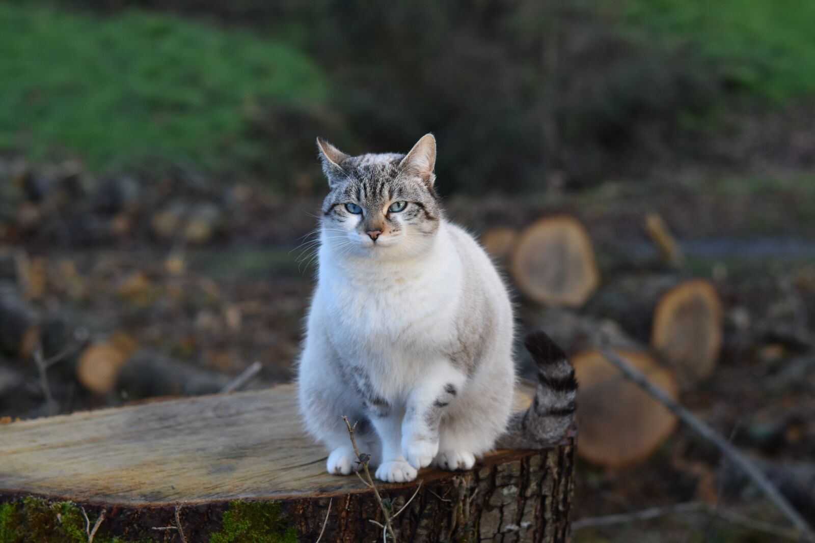 Nikon D5600 sample photo. Cat, cat sitting, feline photography