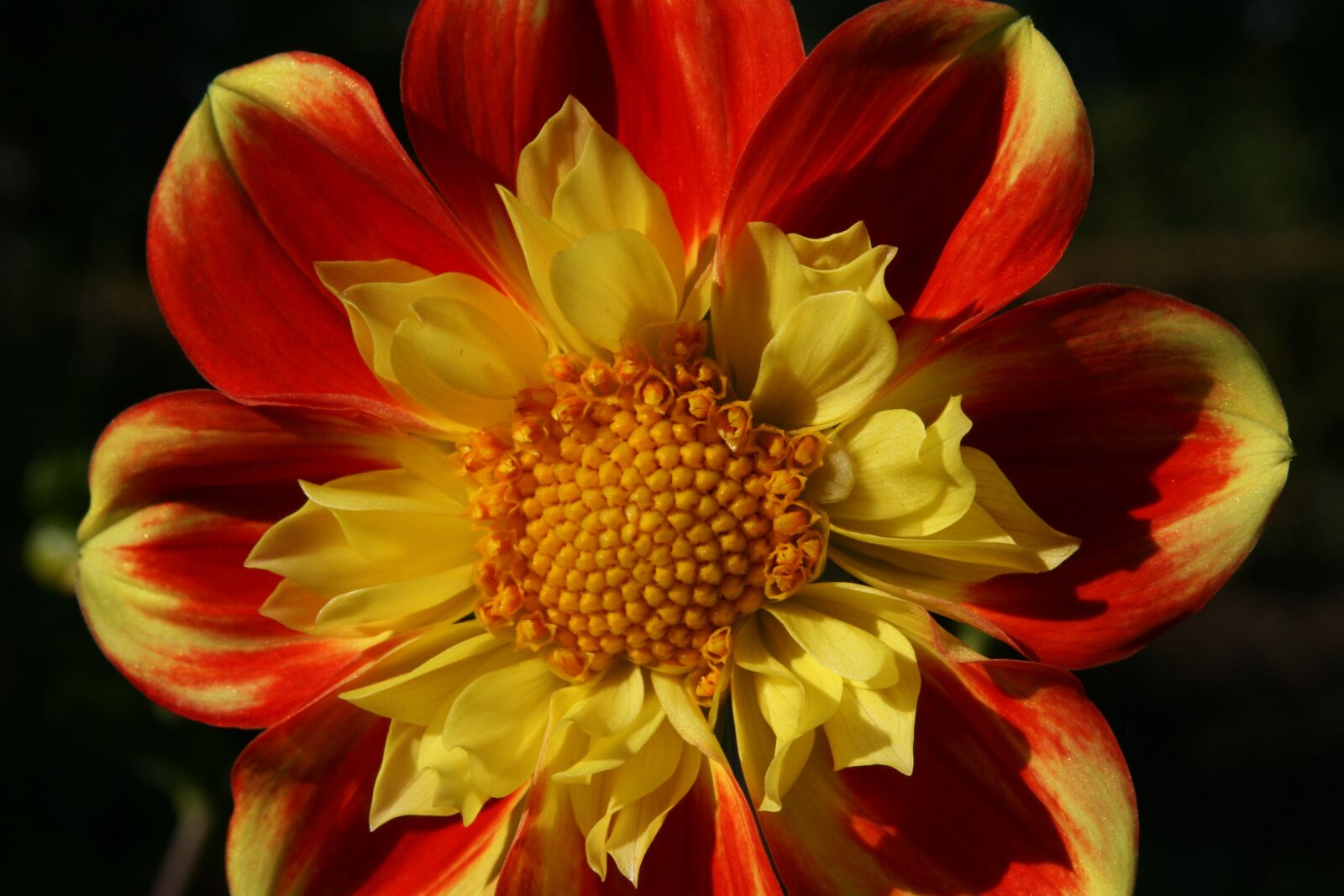 Canon EOS 400D (EOS Digital Rebel XTi / EOS Kiss Digital X) sample photo. Blossom, bloom, dahlia photography