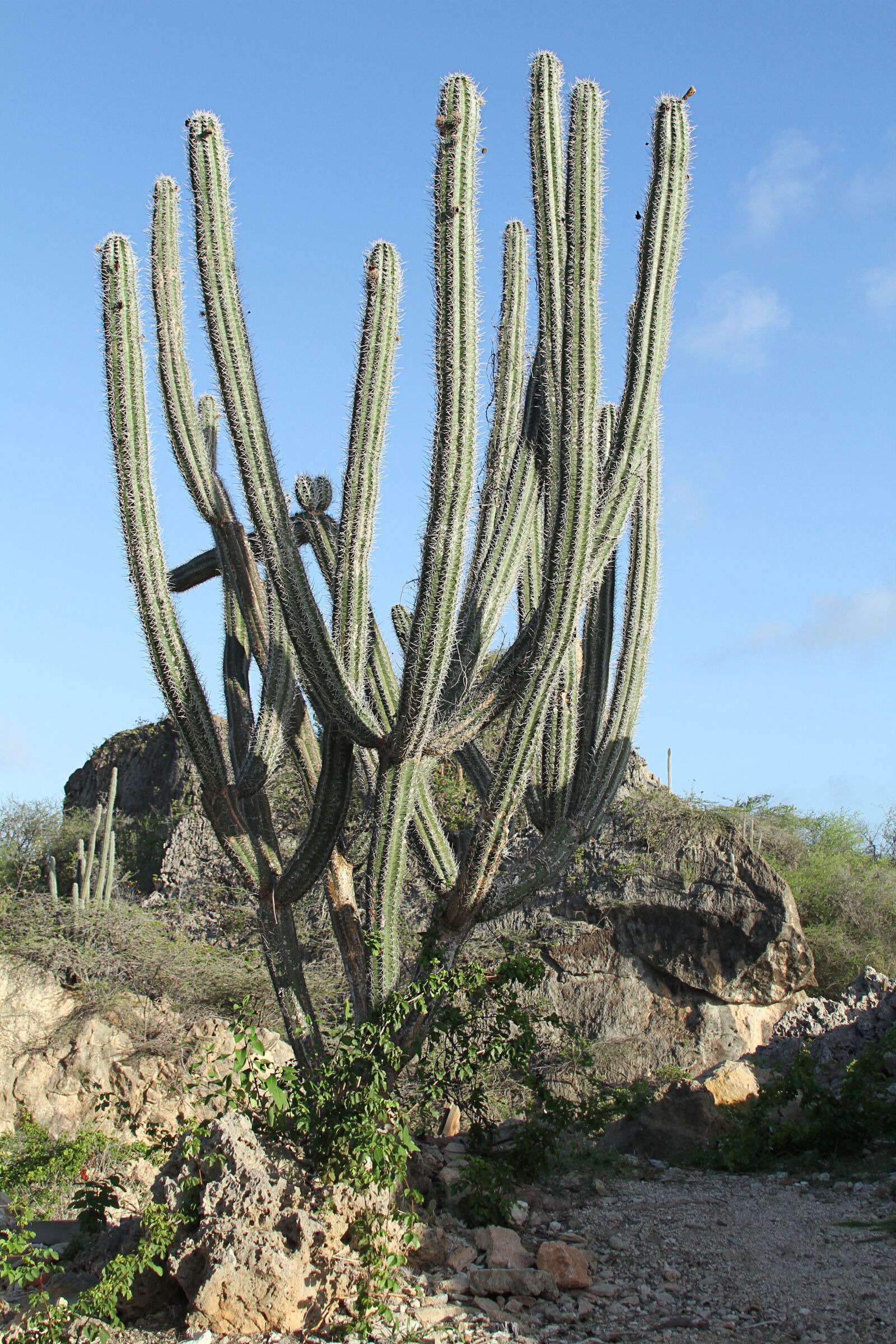 Canon EOS 7D sample photo. Cactus, green, spur photography