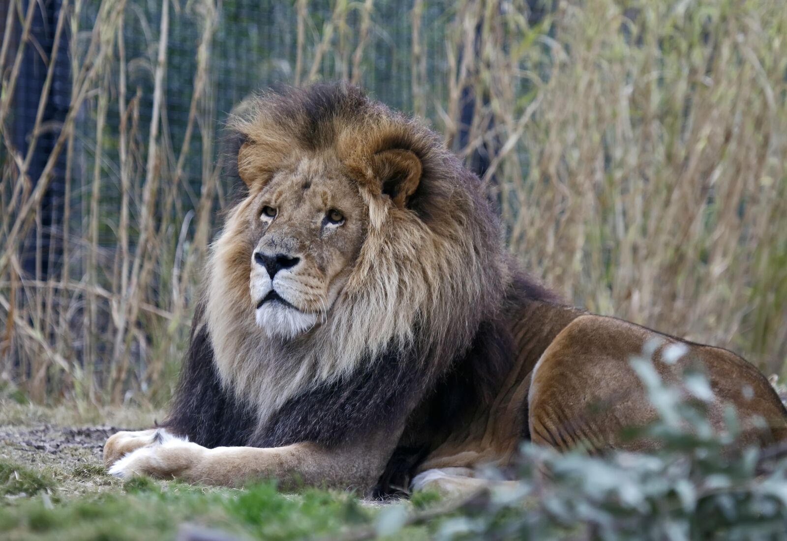 Canon EOS 7D Mark II sample photo. Lion, wildlife, mammal photography