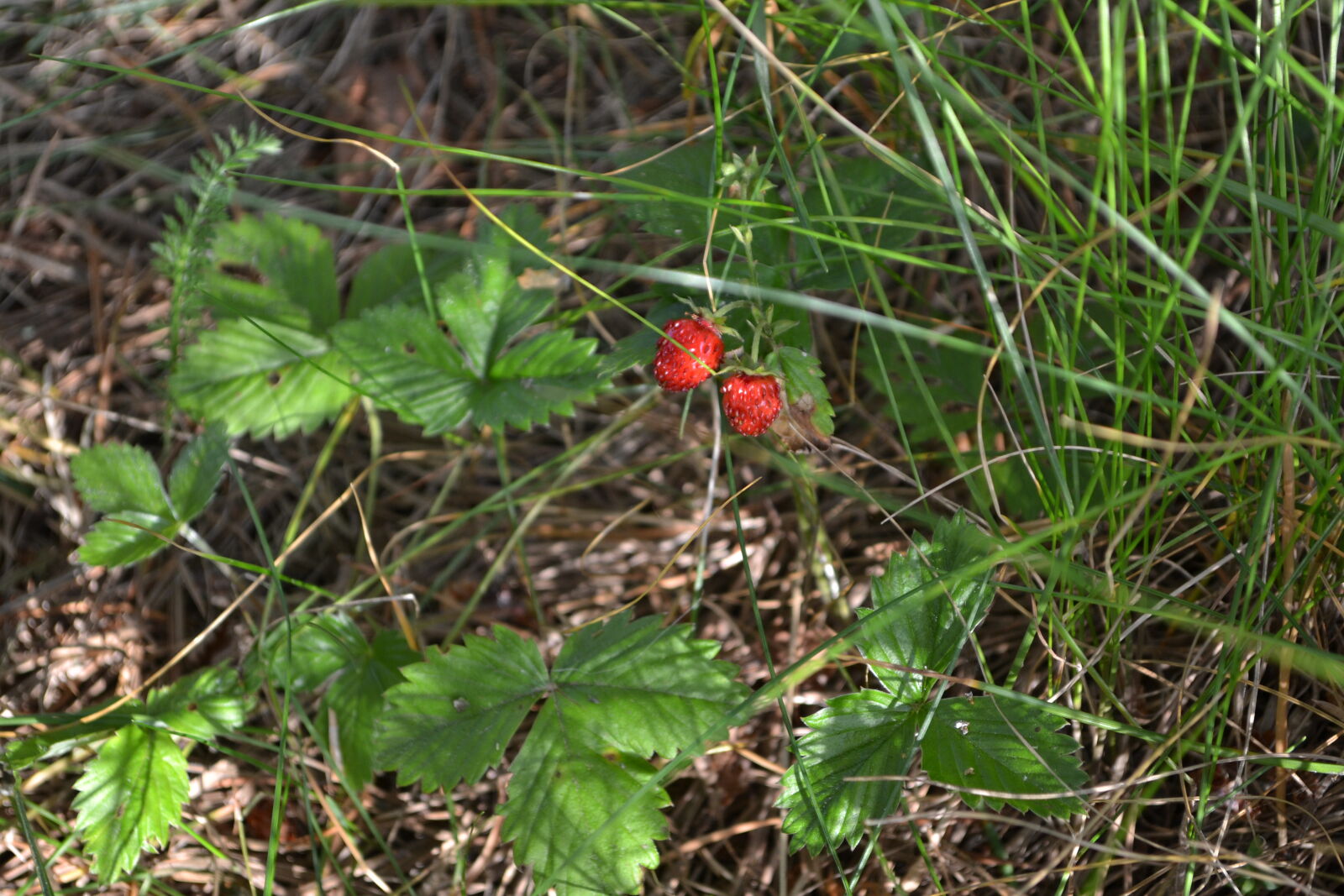 Nikon D3100 sample photo. Red, strawberry photography