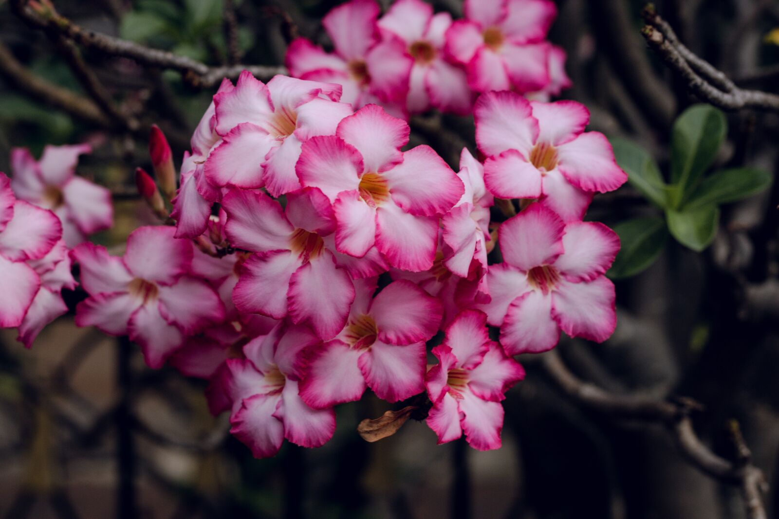 Canon EOS 700D (EOS Rebel T5i / EOS Kiss X7i) + Canon EF 50mm F1.8 STM sample photo. Invited to visit, flower photography