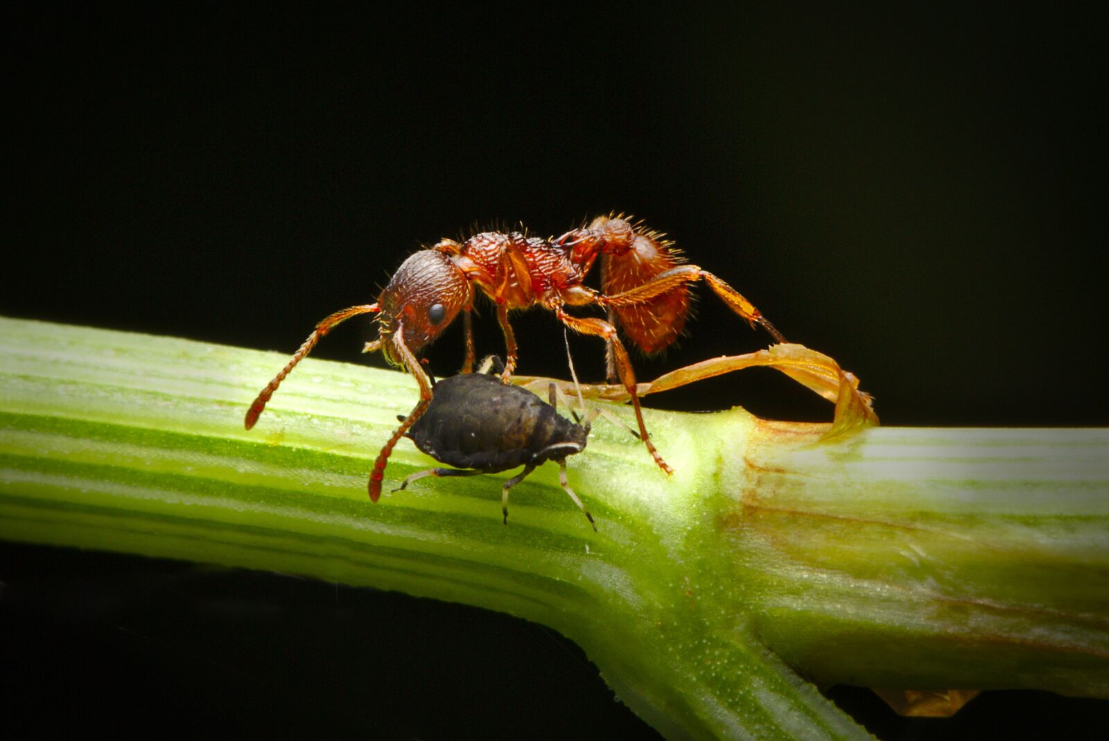 Canon EOS M5 sample photo. Ant, aphid, insect photography