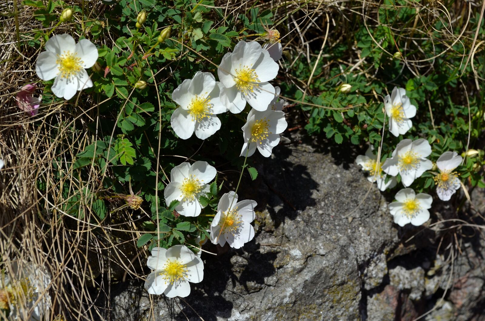 Nikon D5100 sample photo. Wild rose, white, bush photography