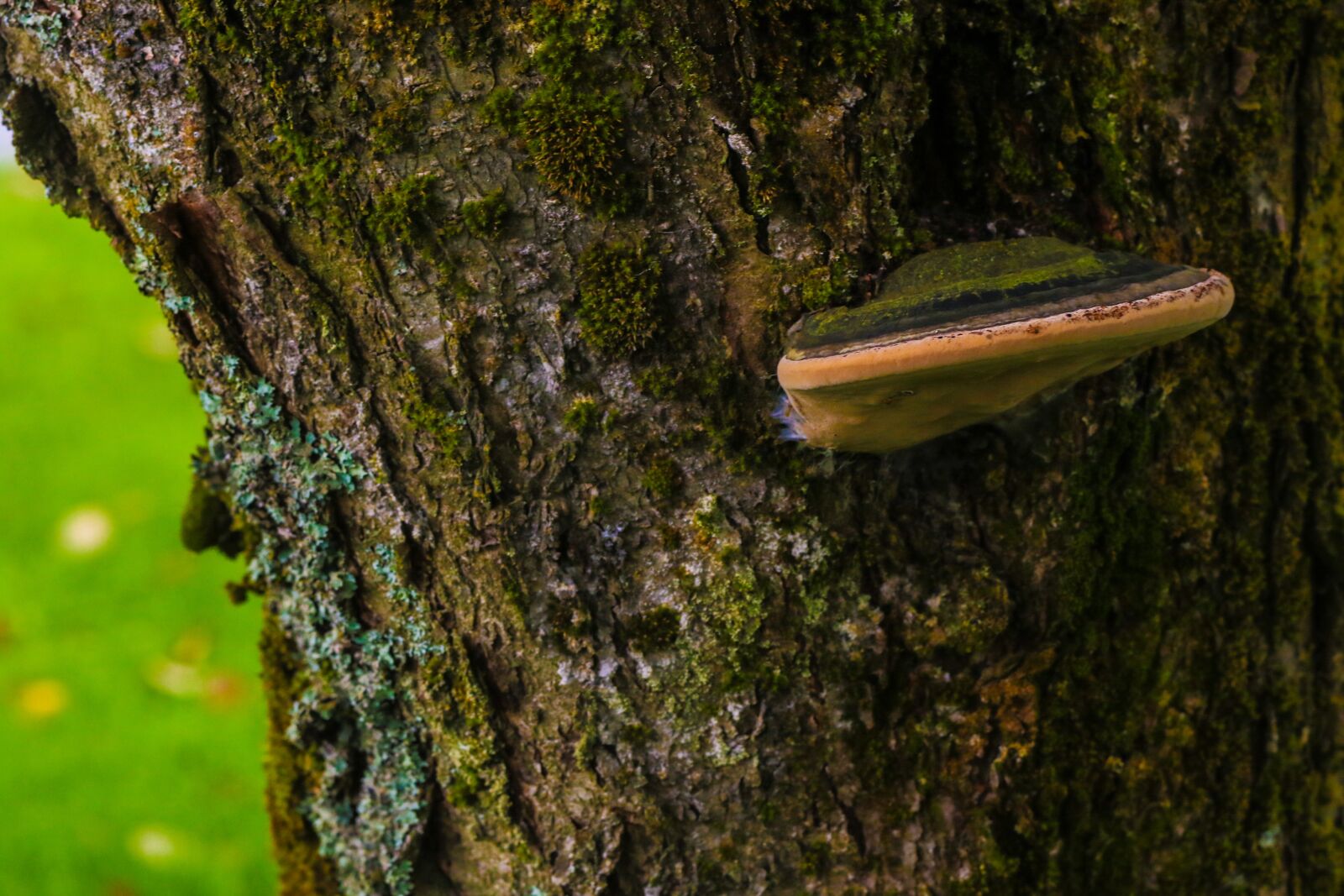 Canon EOS 7D Mark II sample photo. Mushroom, tree, nature photography