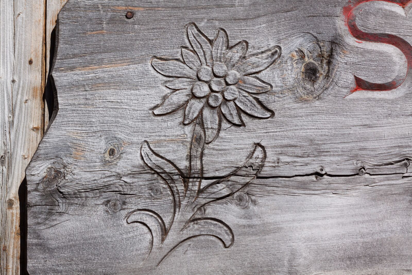 Canon EOS 50D sample photo. Edelweiss, carved, engraving photography