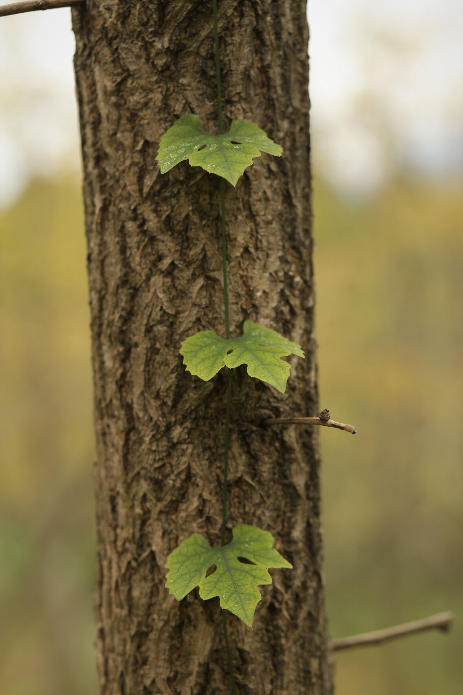 Canon EOS 6D + Canon EF 85mm F1.8 USM sample photo. Trees, natural, leaves photography