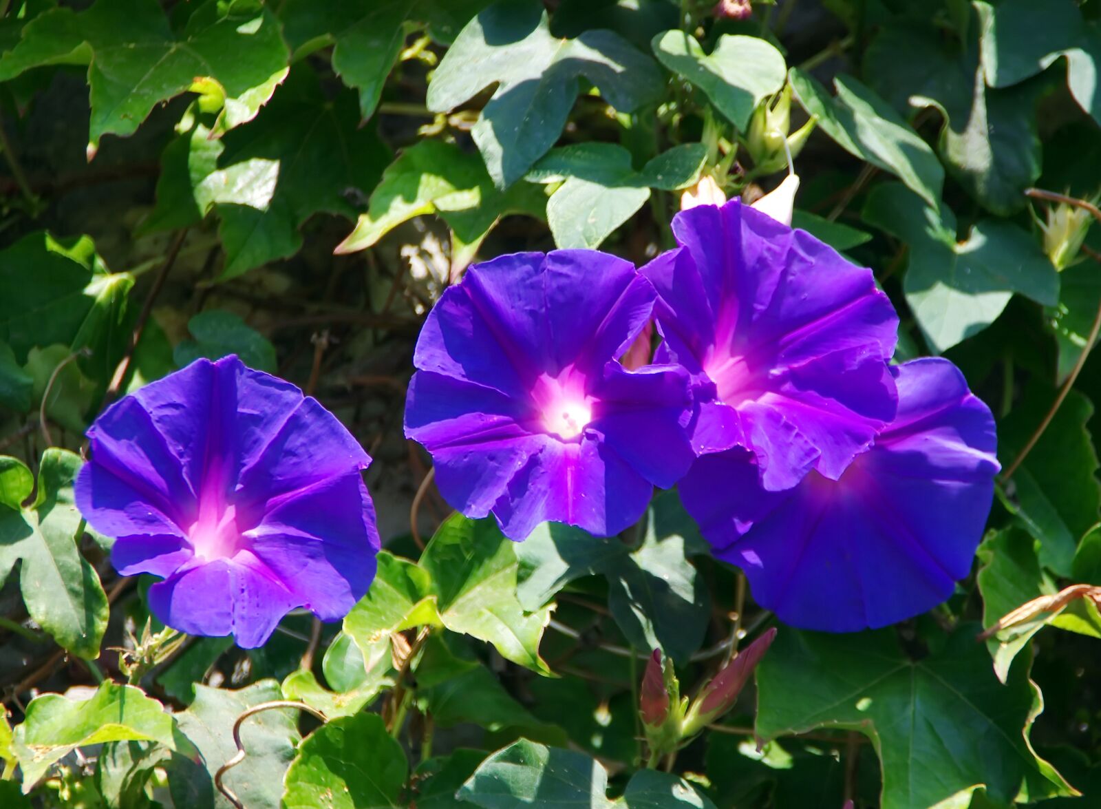 Pentax K-5 sample photo. Volubilis, convolvulac e, blue photography