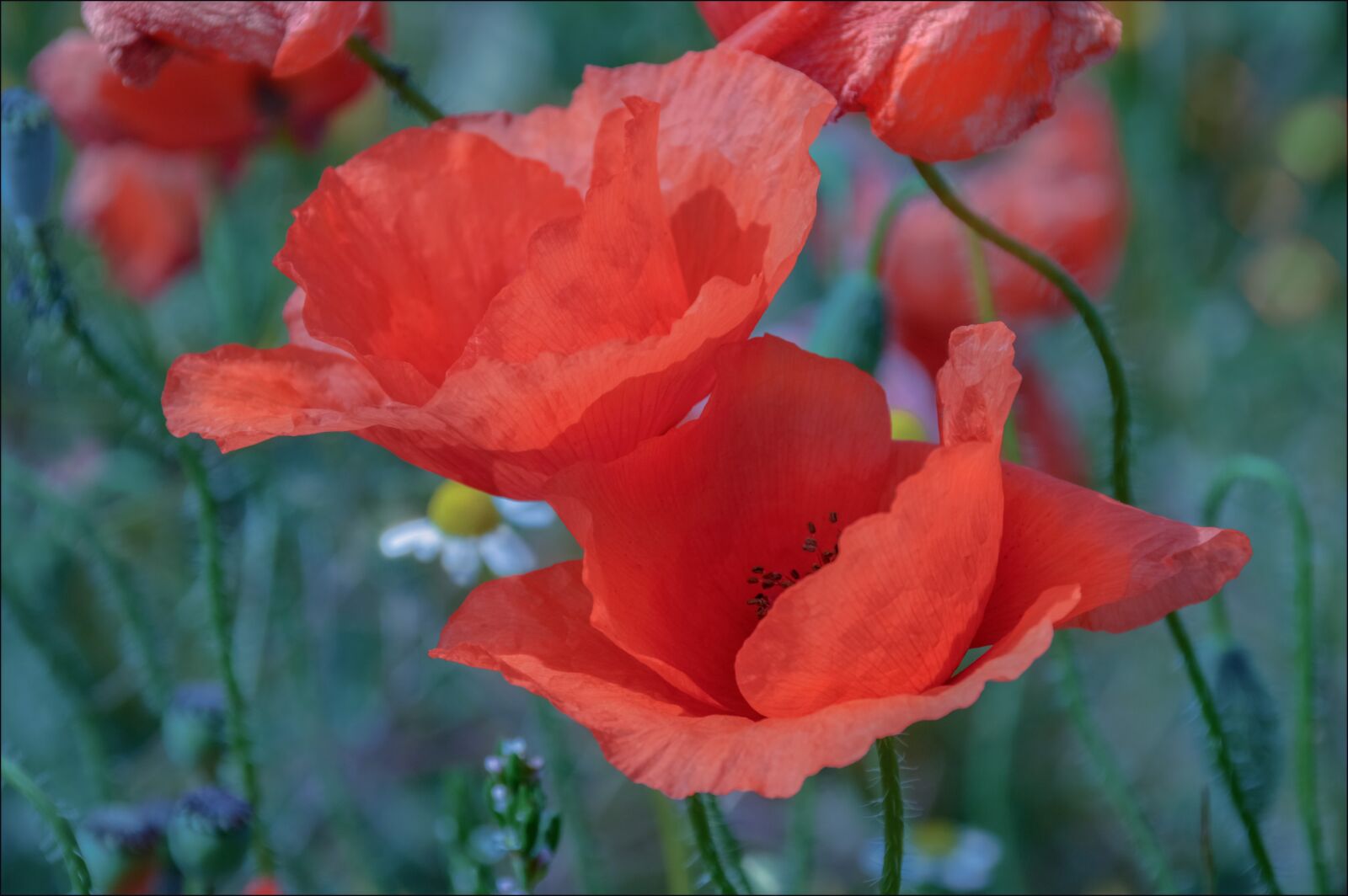 Nikon D3200 sample photo. Flower, nature, flora photography