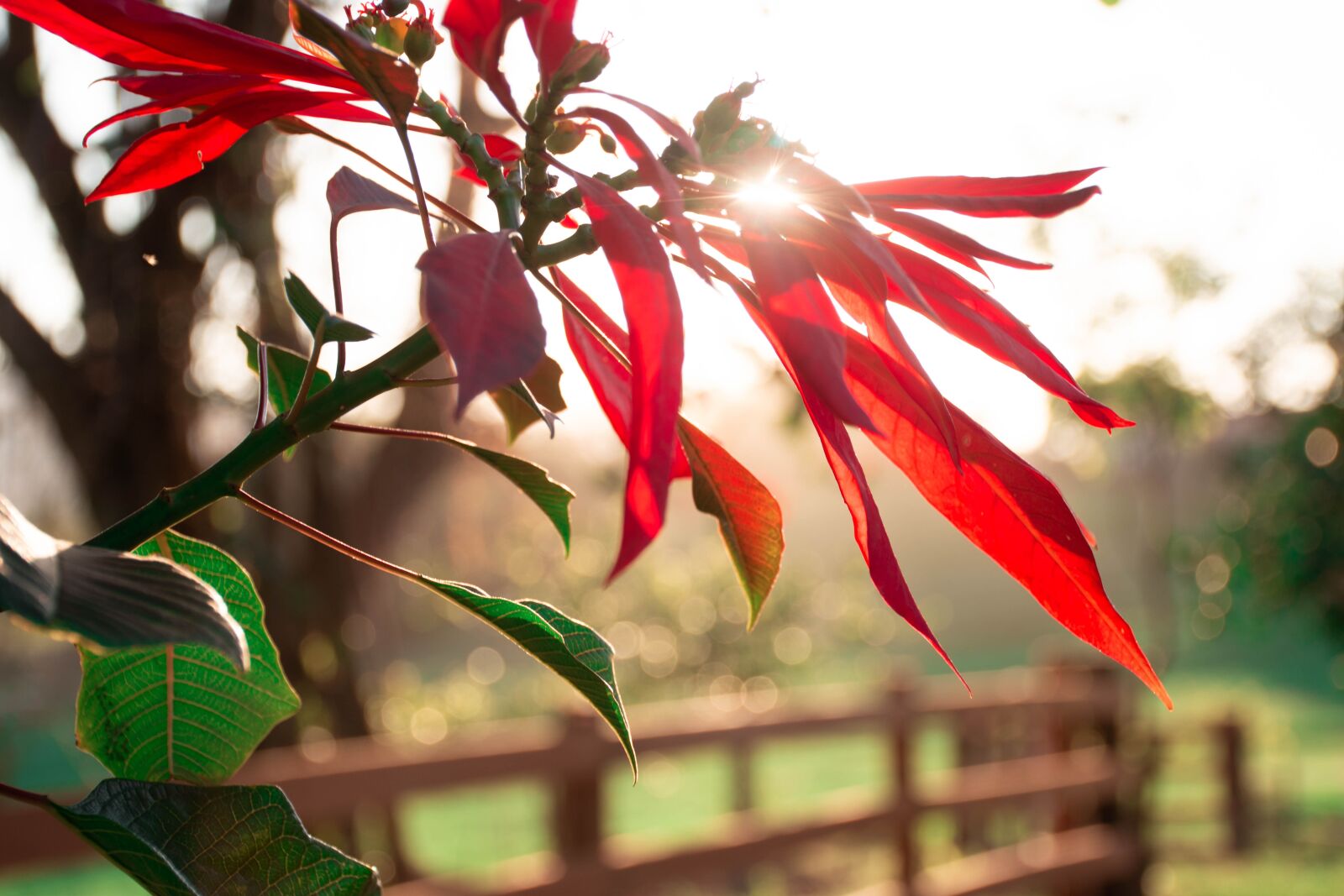 Nikon D7200 sample photo. Flower, plant, bloom photography