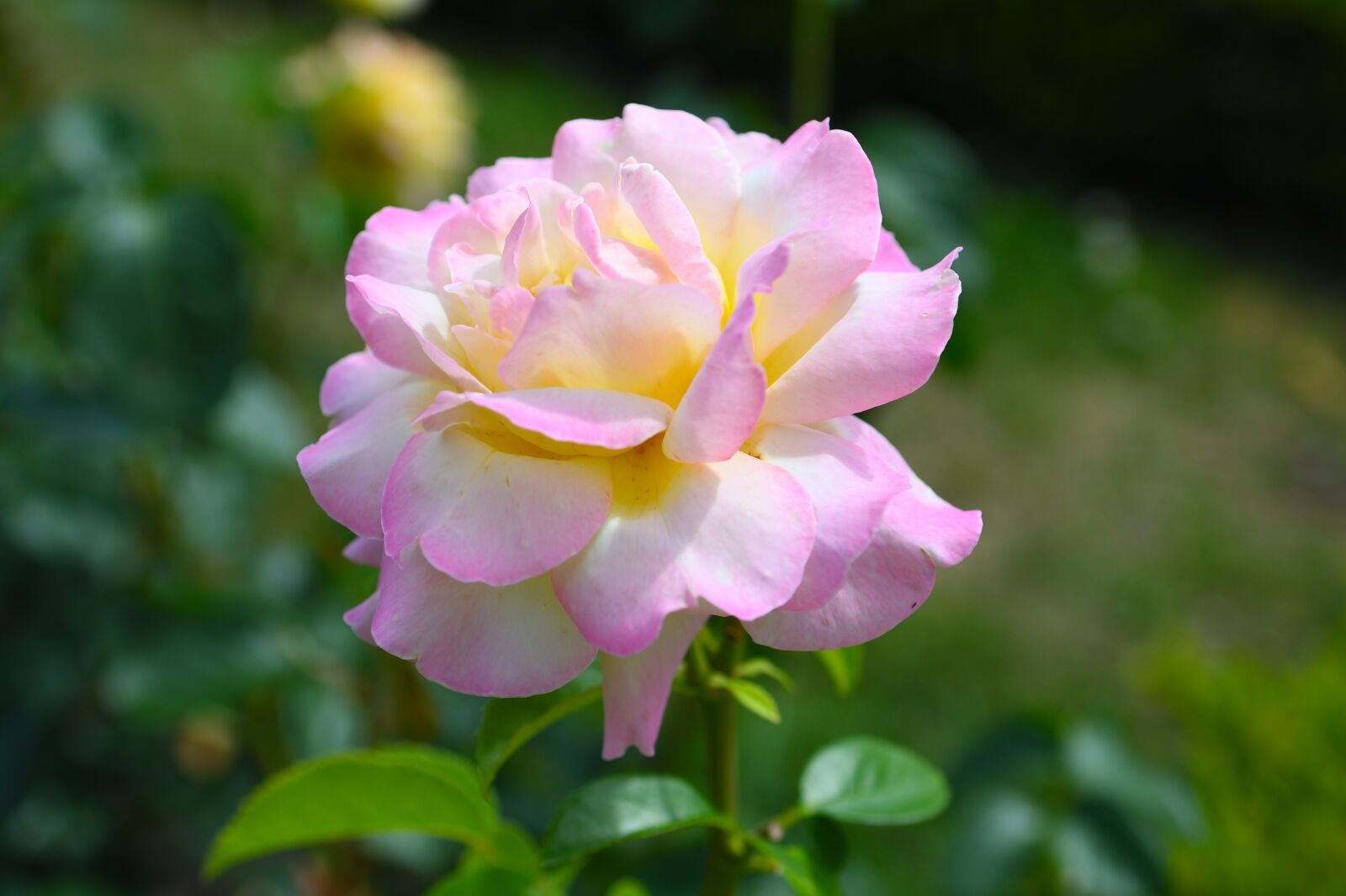 Nikon D500 sample photo. Rose, blooms, pink photography