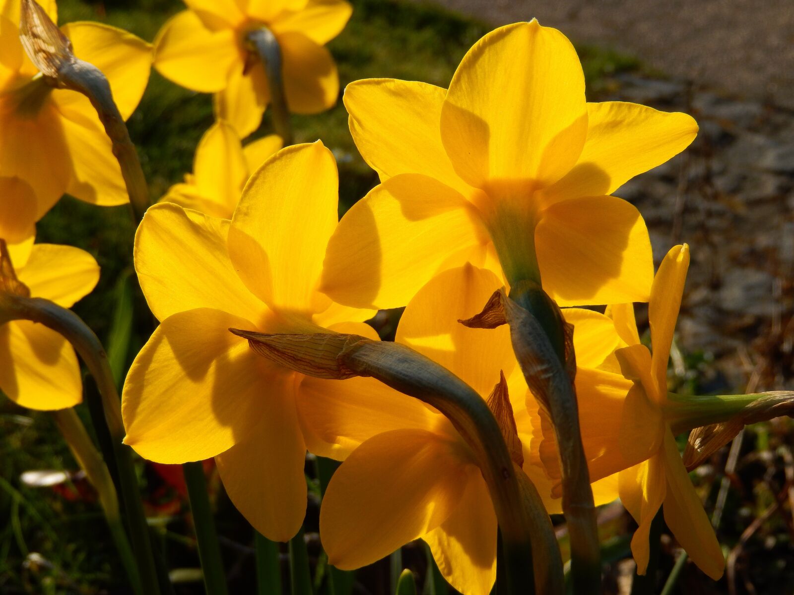 Nikon Coolpix S9500 sample photo. Osterglocken, narcissus pseudonarcissus, easter photography