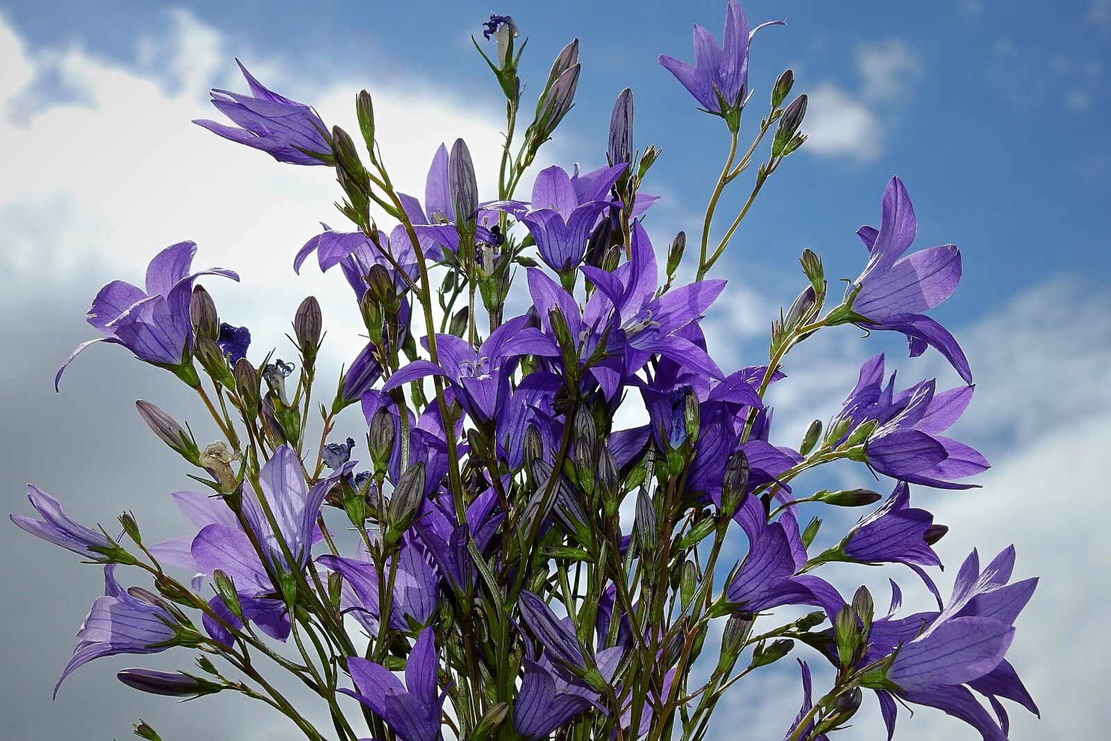 Nikon Coolpix P900 sample photo. Flowers, the beasts of photography
