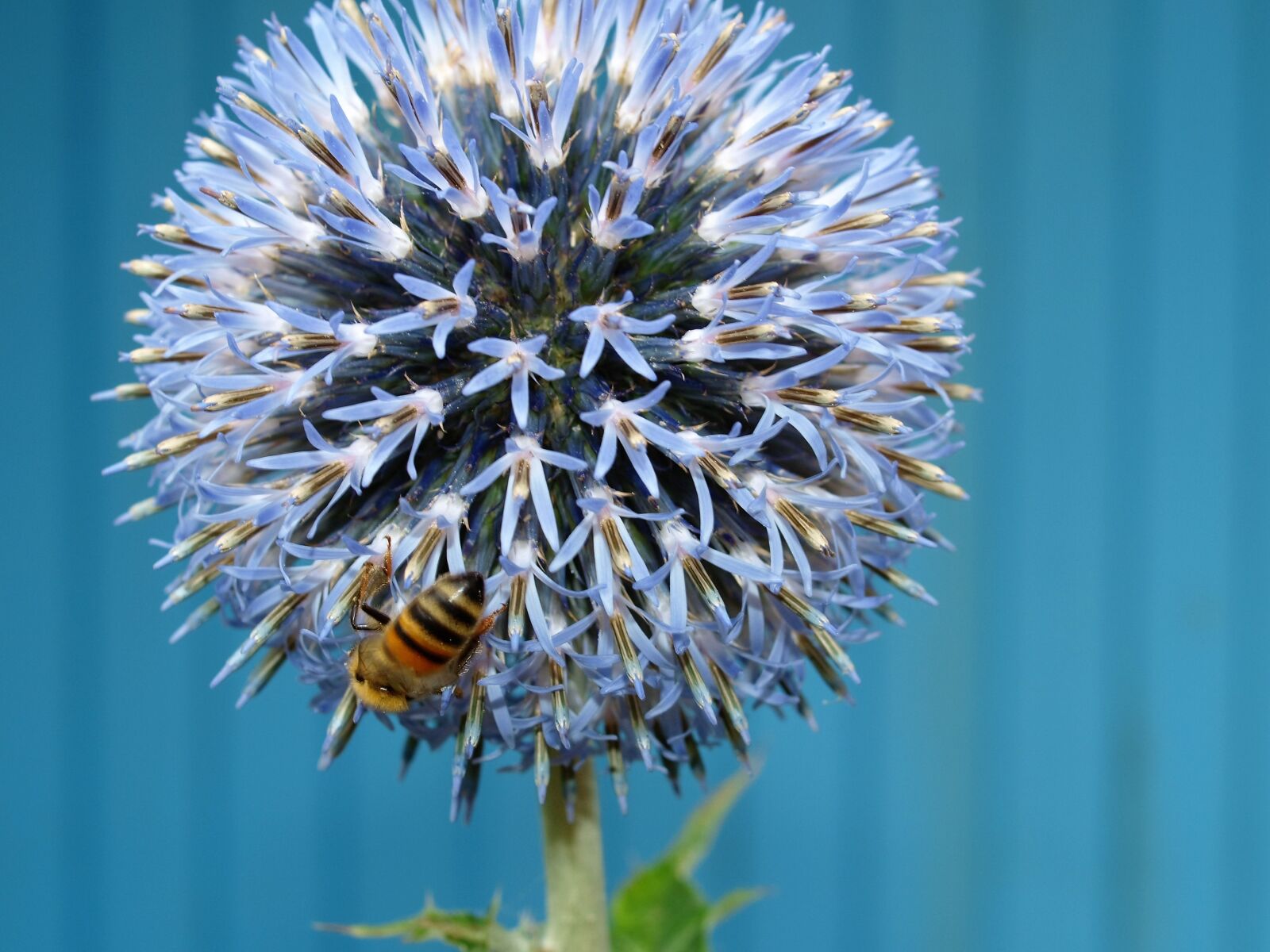 Olympus E-520 (EVOLT E-520) sample photo. Bee, insect, flower photography