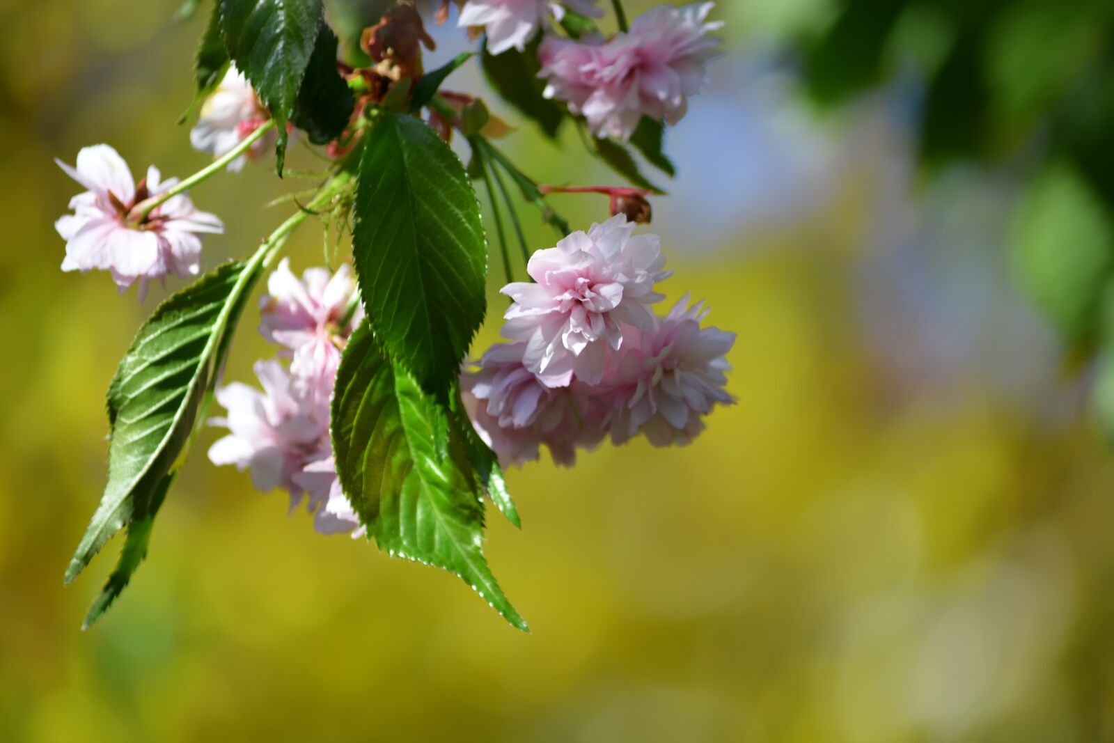 Nikon D5200 sample photo. Spring, flowers, pink photography