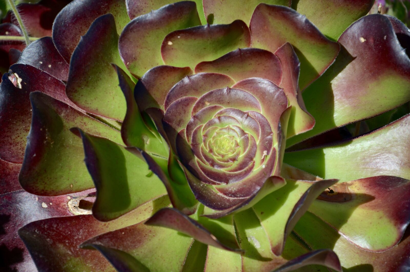 Nikon D5100 sample photo. Succulent, plant, cactus photography