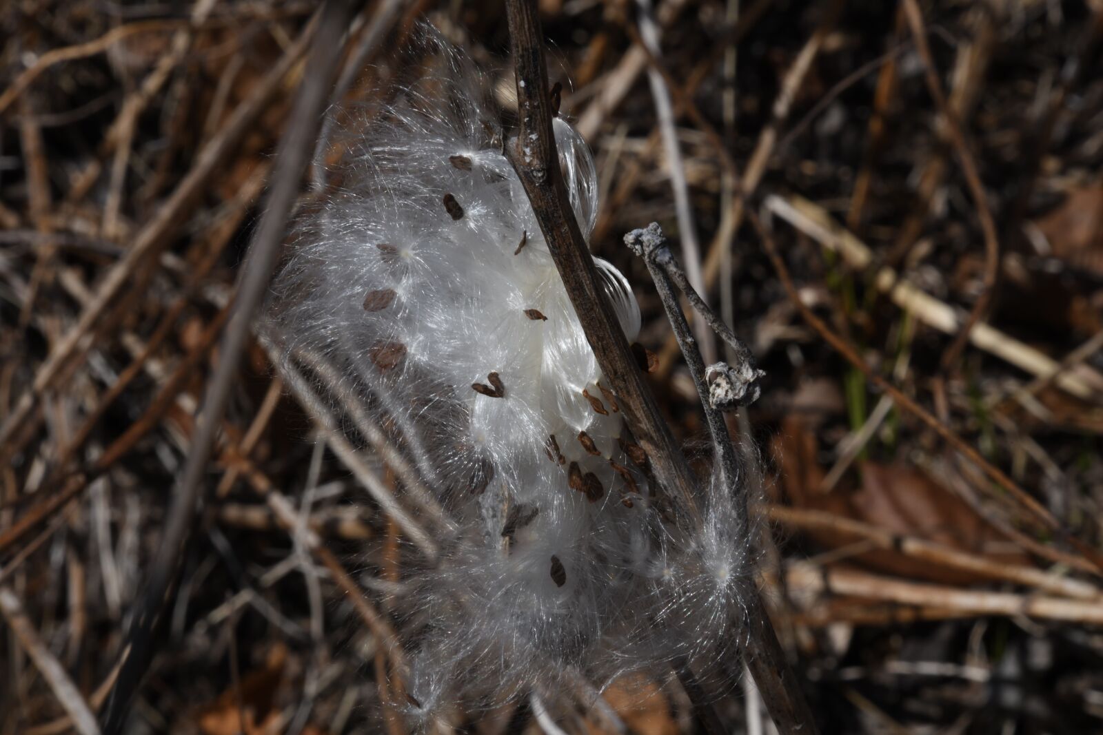 Nikon D850 sample photo. Milkweed, seed, pod photography