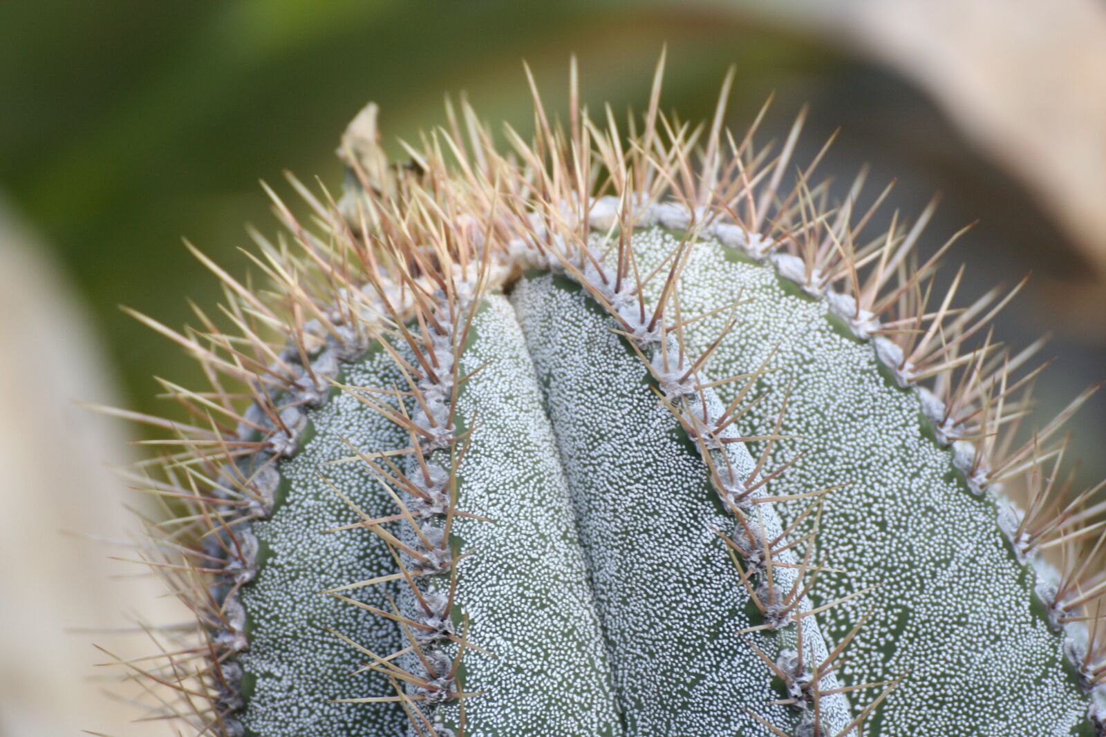 Canon EOS 350D (EOS Digital Rebel XT / EOS Kiss Digital N) sample photo. Cactus, succulent, nature photography