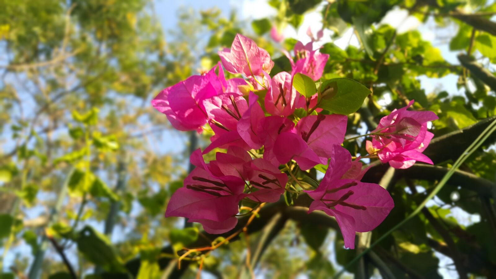 Samsung Galaxy Note4 sample photo. Pink, flower, plant photography