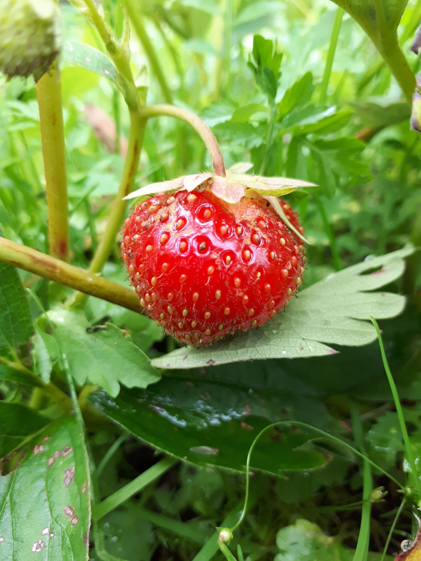Samsung Galaxy A5(2017) sample photo. Strawberry, berry, summer photography