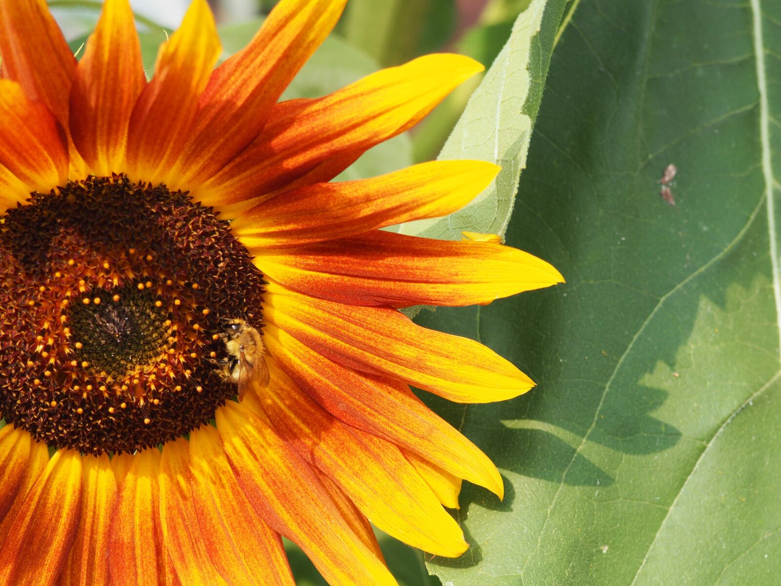 Olympus OM-D E-M10 sample photo. Sunflower, hummel, nature photography
