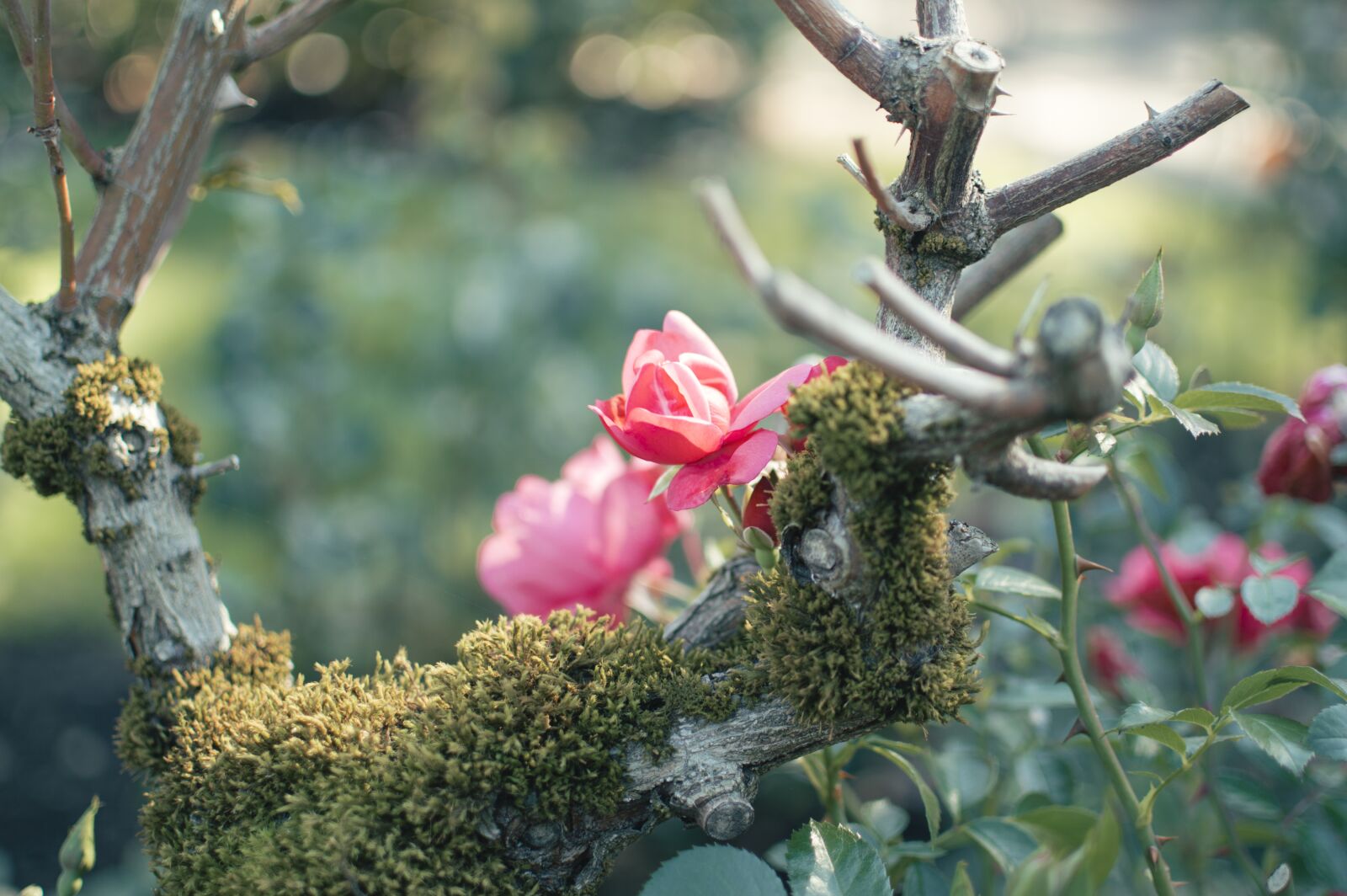 Nikon D3200 sample photo. Zen, garden, flower photography