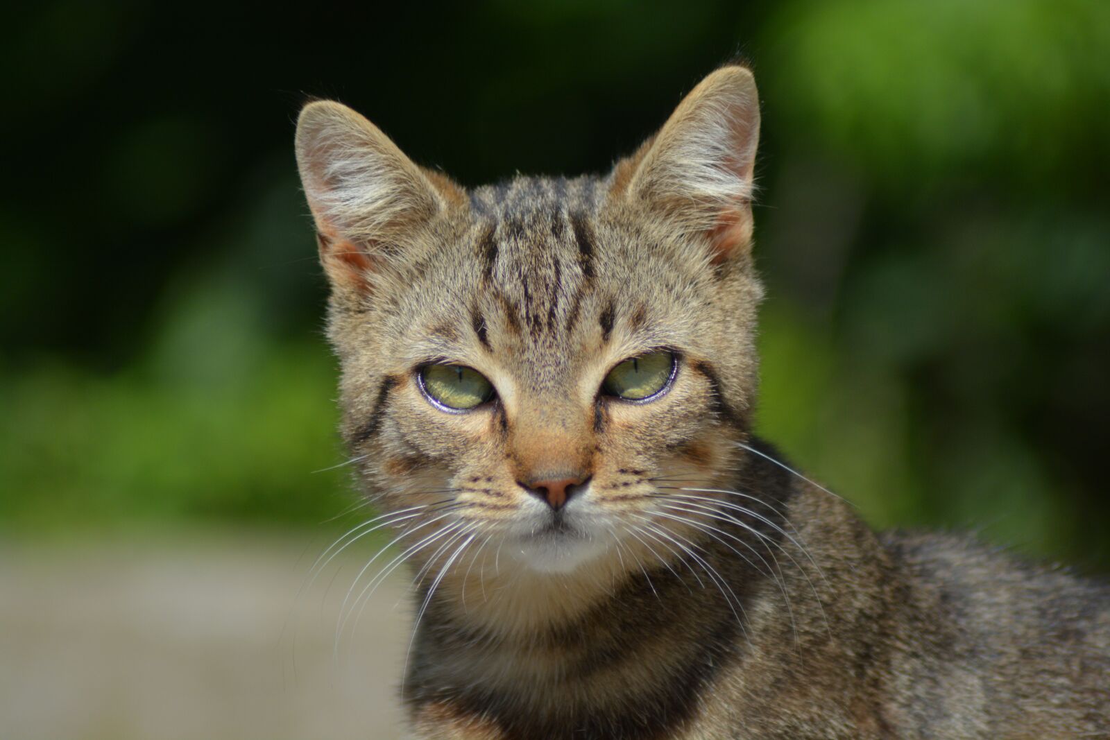 Nikon D7100 sample photo. Cat, green eyes, feline photography