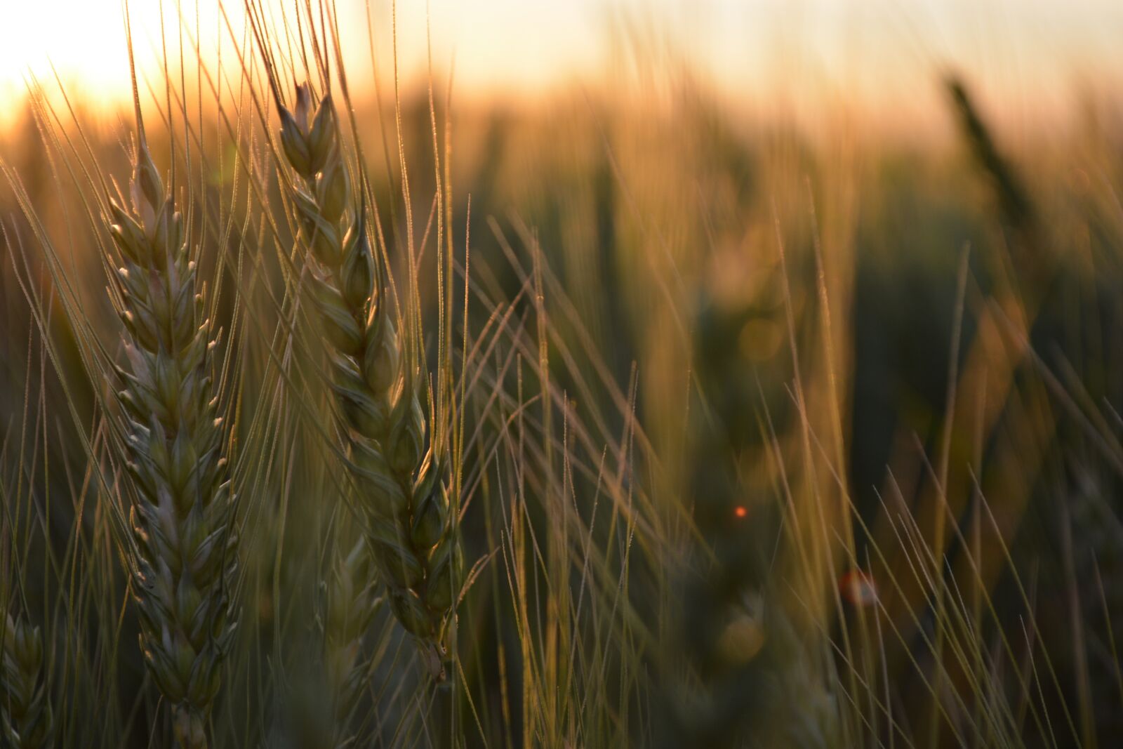 Nikon D5200 sample photo. Wheat, farm, harvest photography